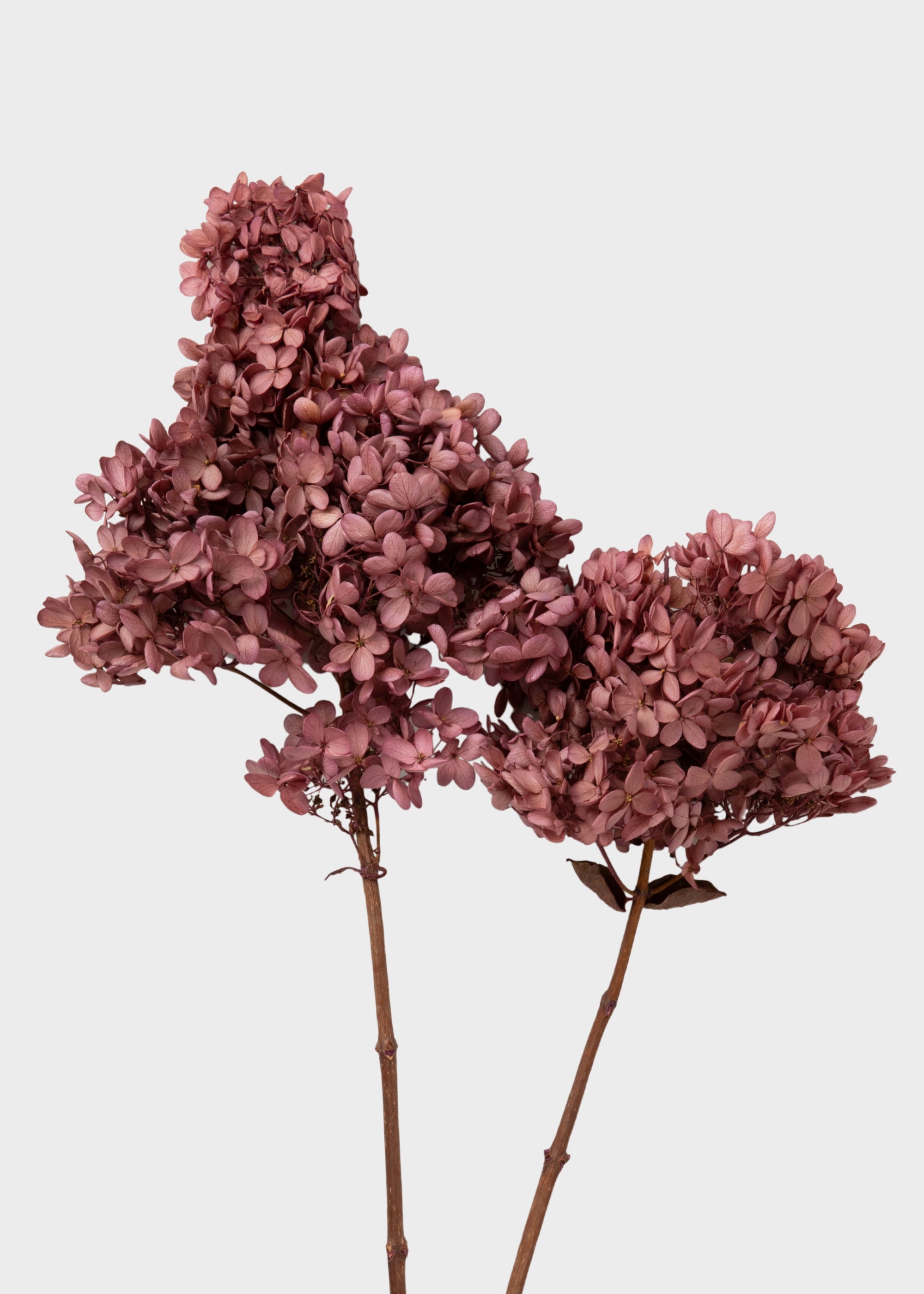 Natural Pink Mauve Dried Hydrangea