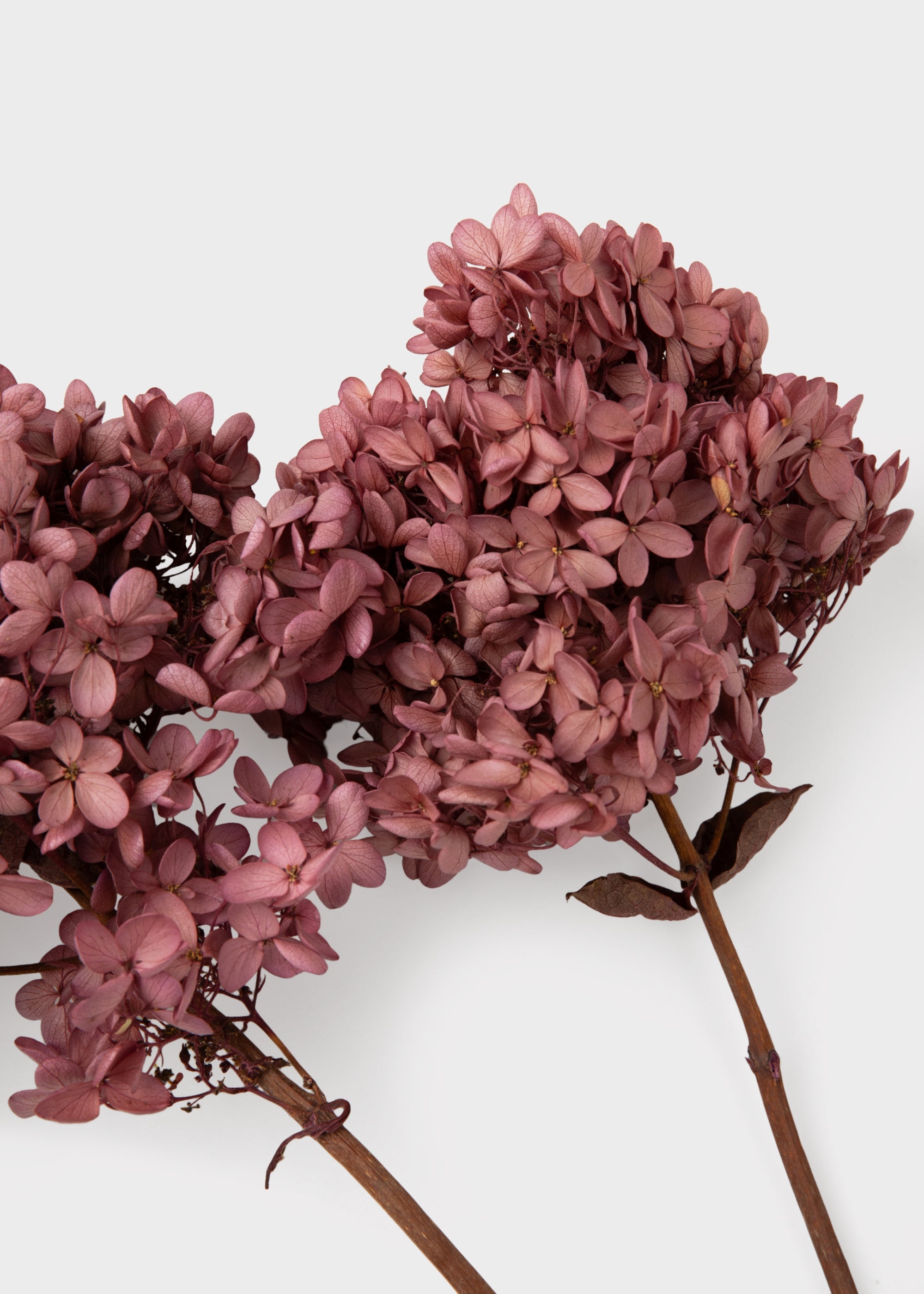 Close-up of Natural Pink Mauve Dried Hydrangeas
