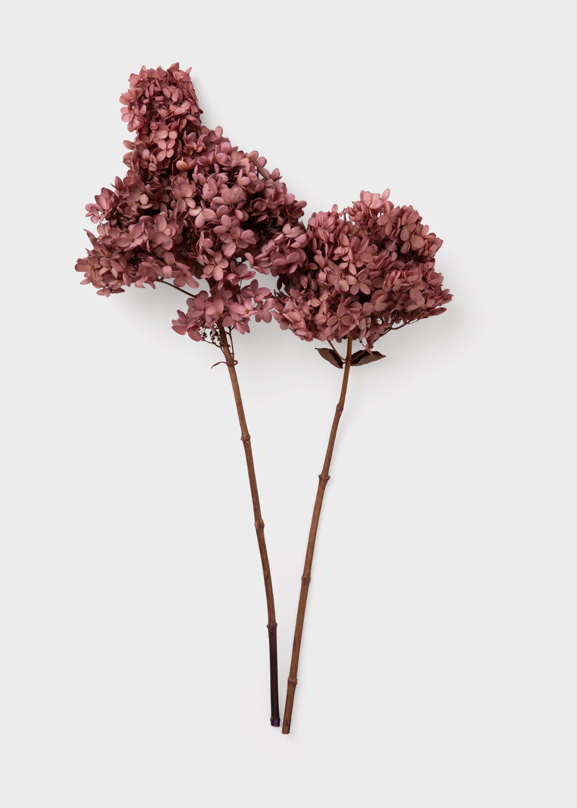 Dried Pink Hydrangeas