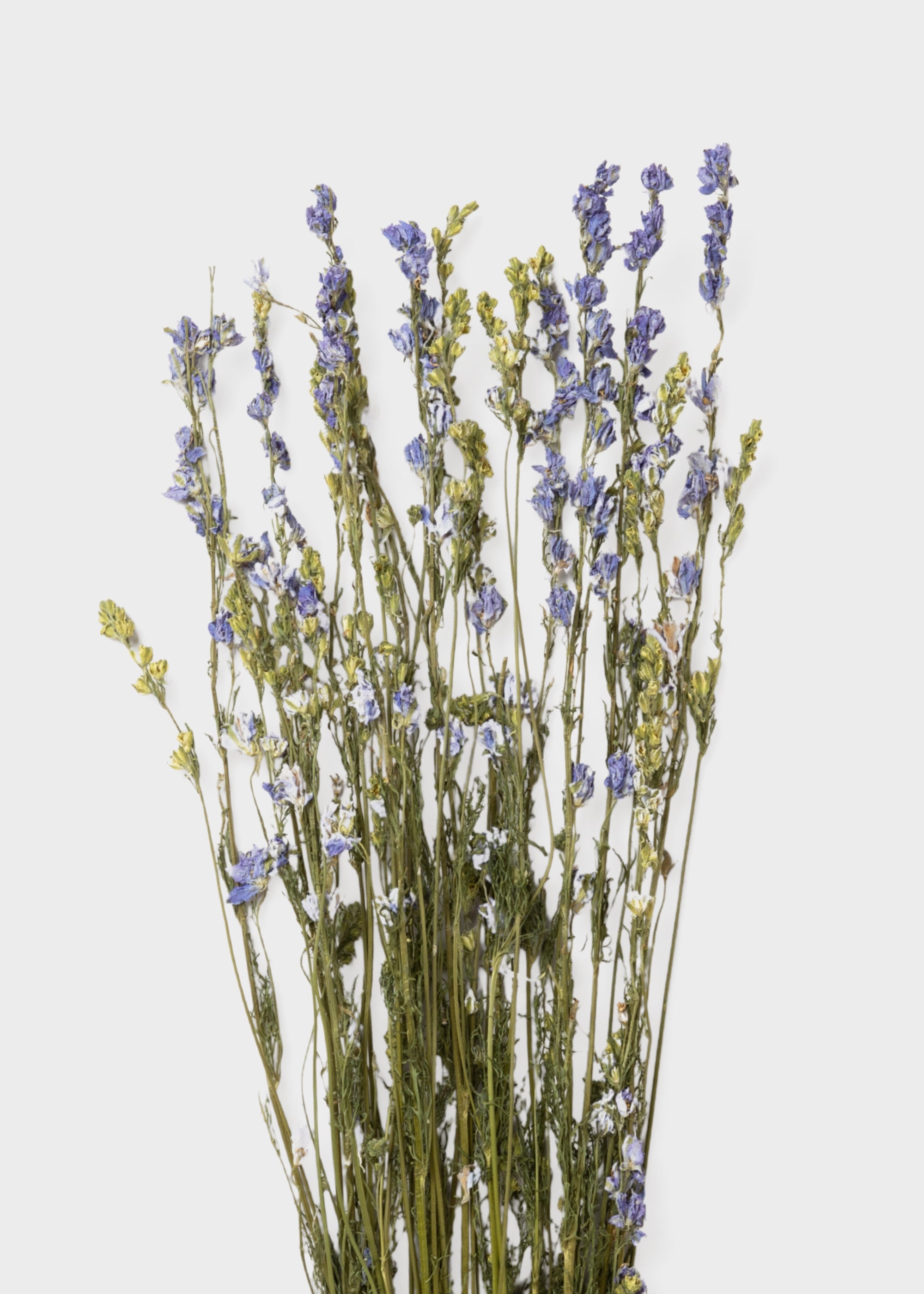 Purple Dried Larkspur Wildflower Bundle