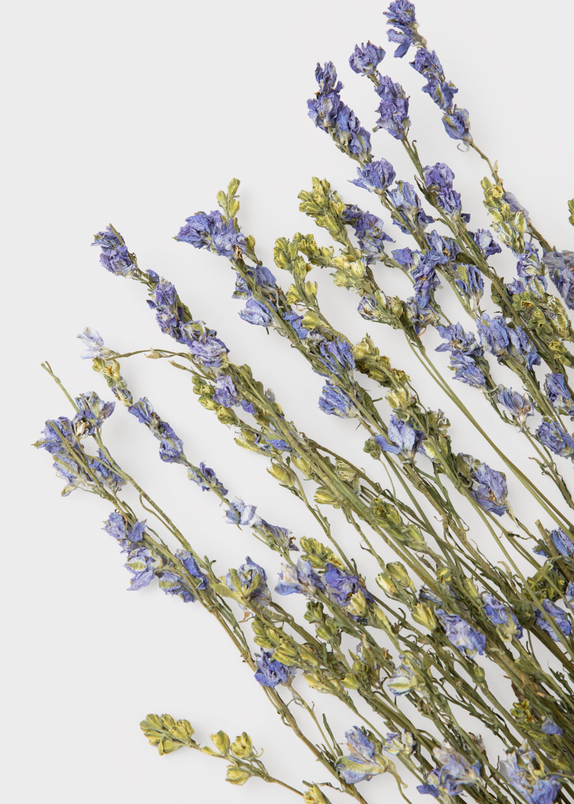 Close-up of Purple Dried Larkspur Wildflower Bundle