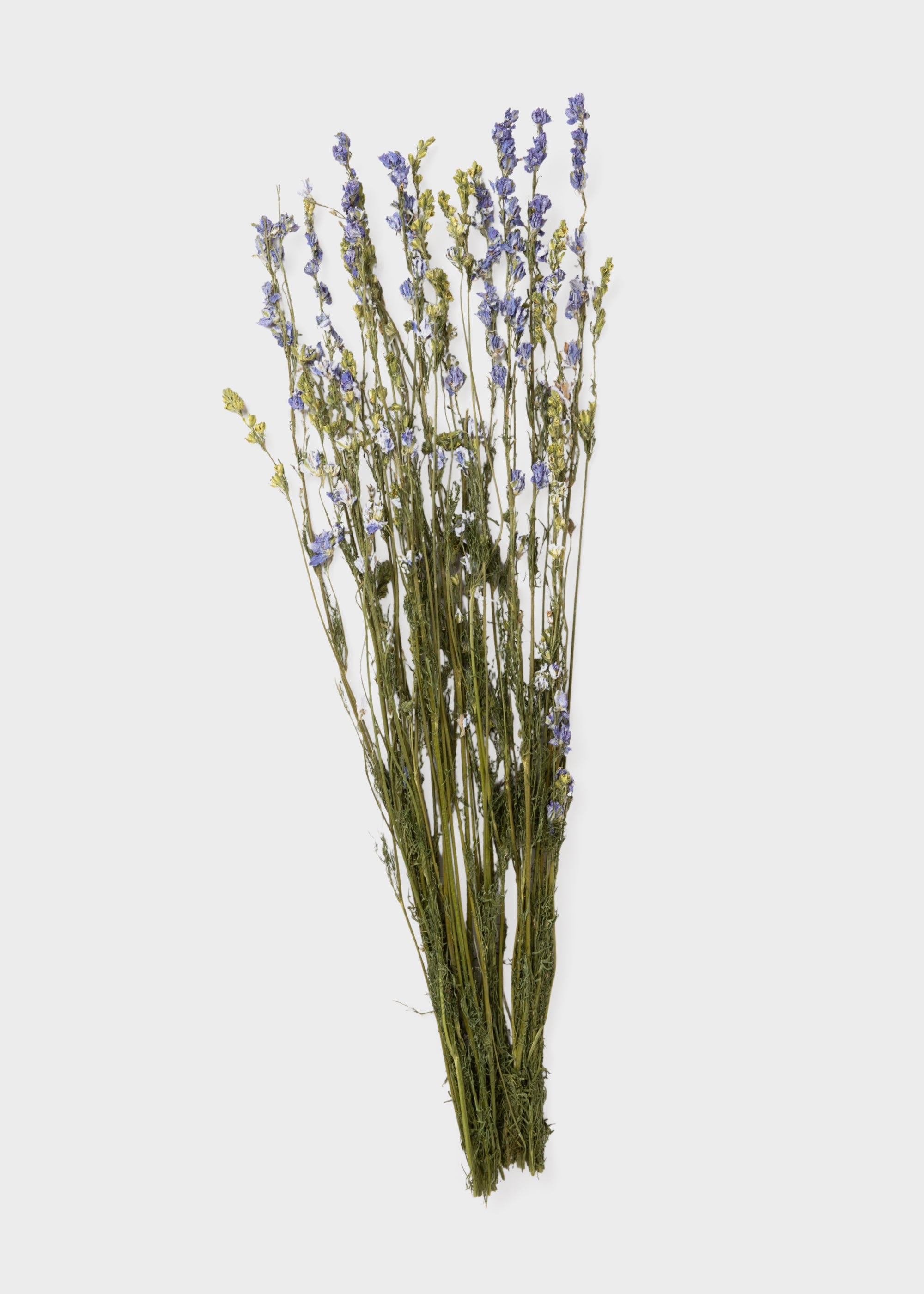 Purple Dried Larkspur