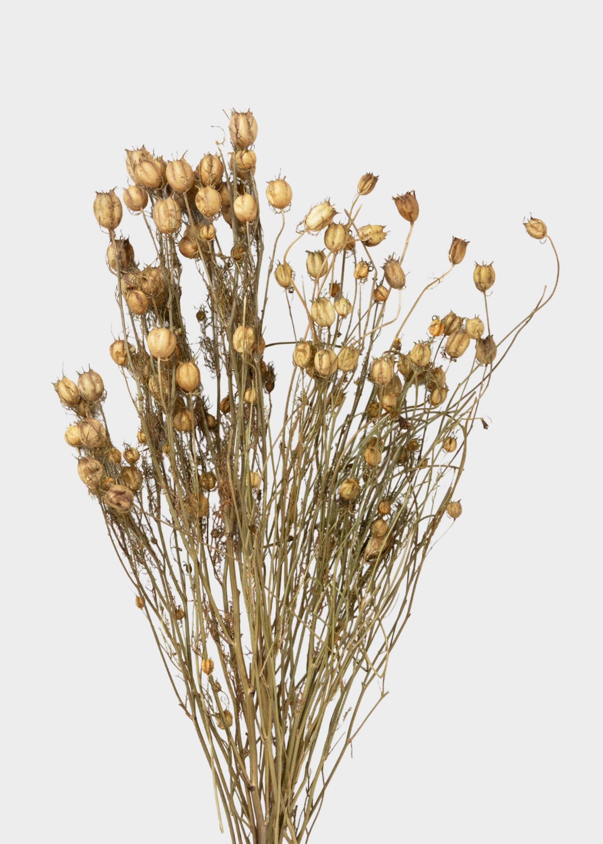 Dried Nigella Flowers
