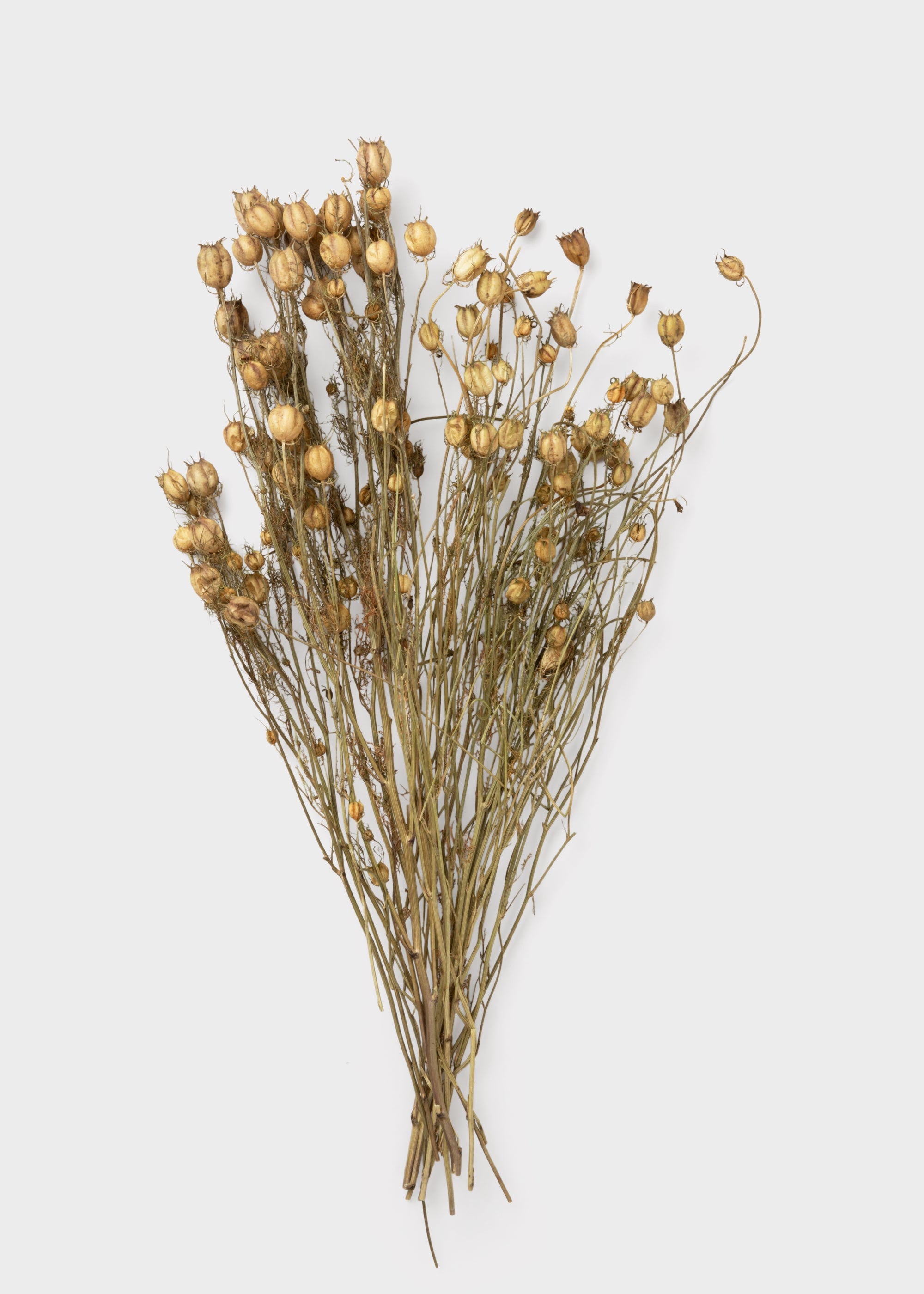 Dried Nigella Flower Bundle