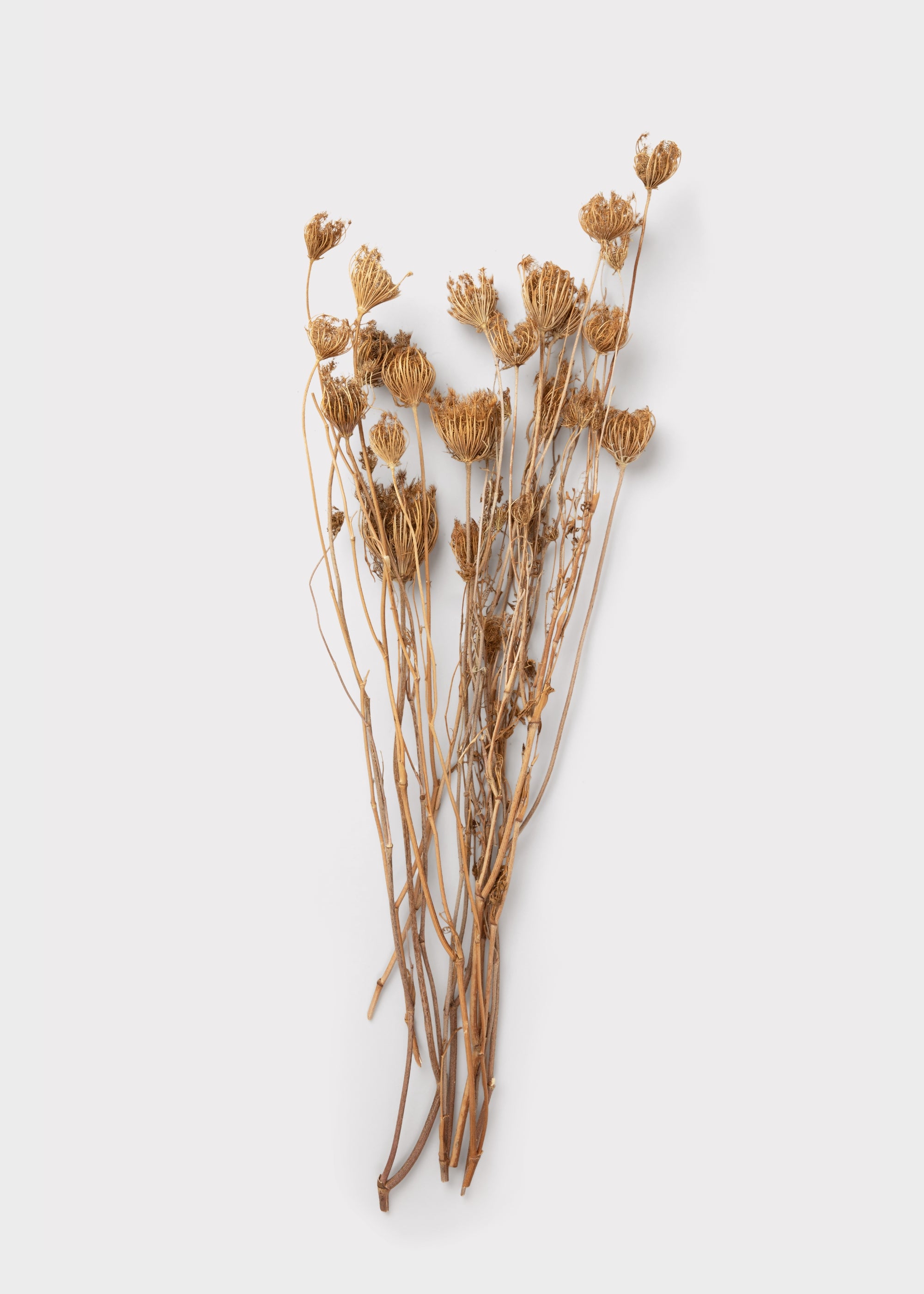 Bundle of Dried Queen Anne's Lace