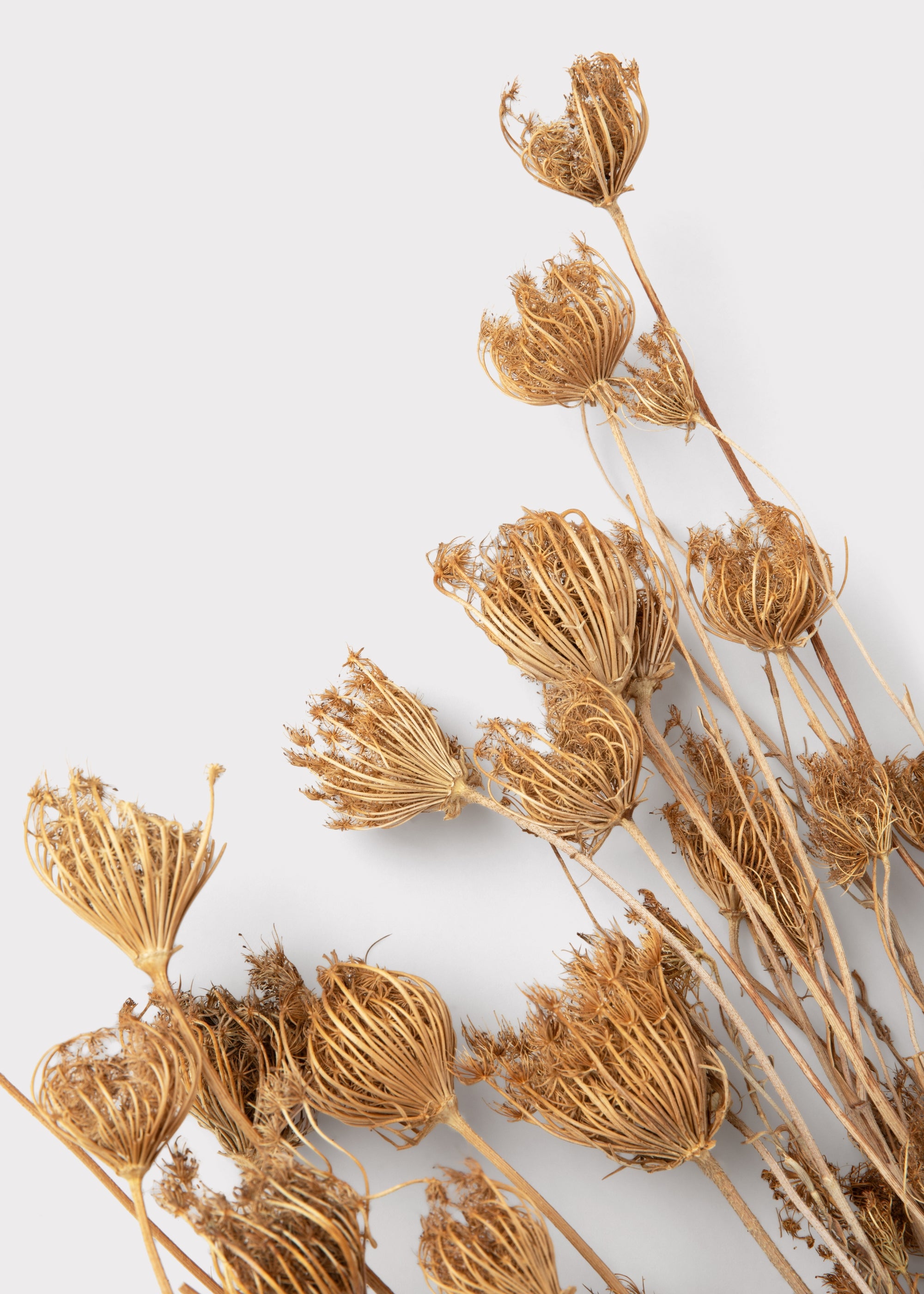 Close-up of Dried Queen Anne's Lace Flowers