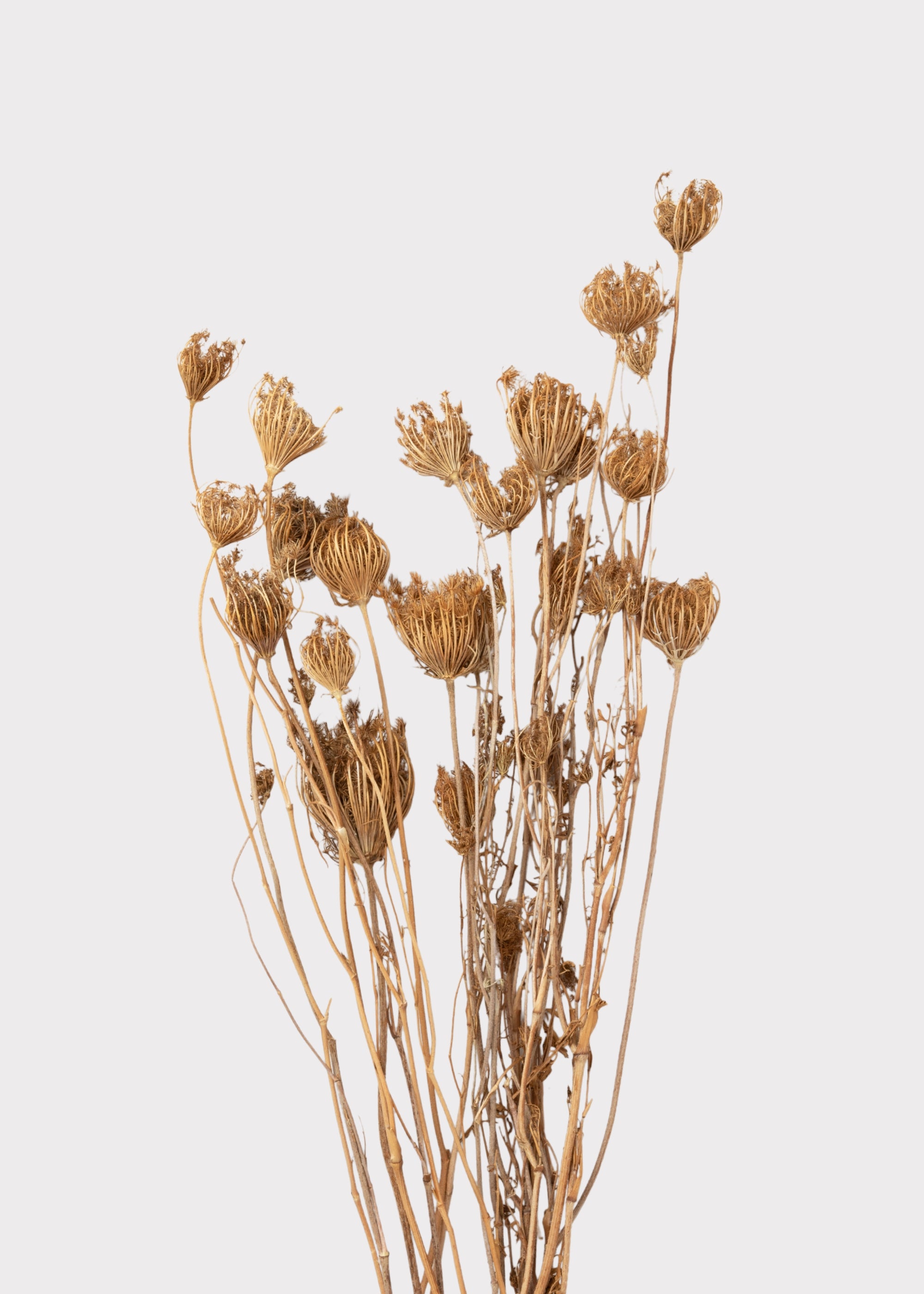 Dried Queen Anne's Lace Flowers
