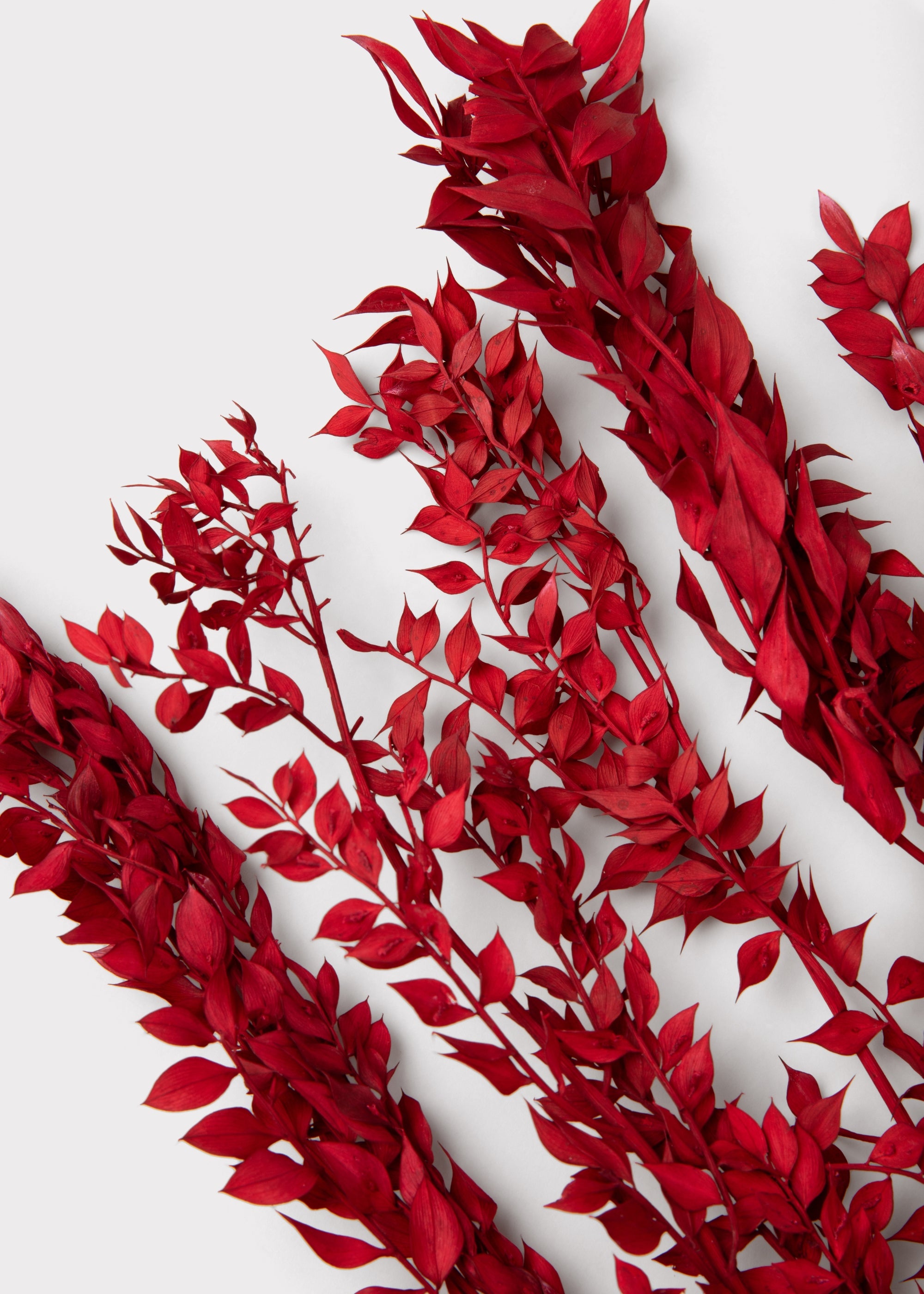 Close-up of Burgundy Preserved Ruscus Leaves