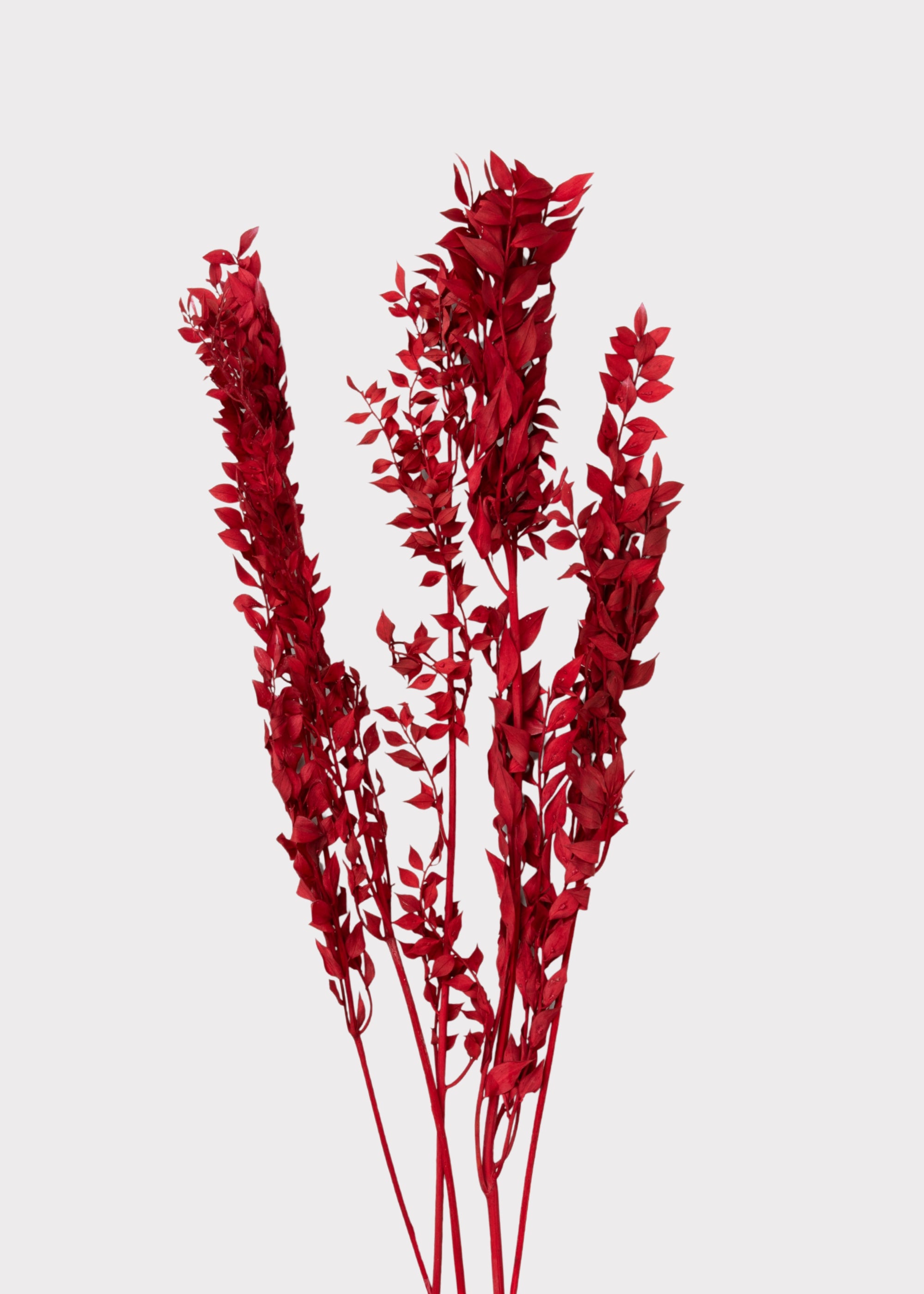 Preserved Ruscus Leaves in Burgundy
