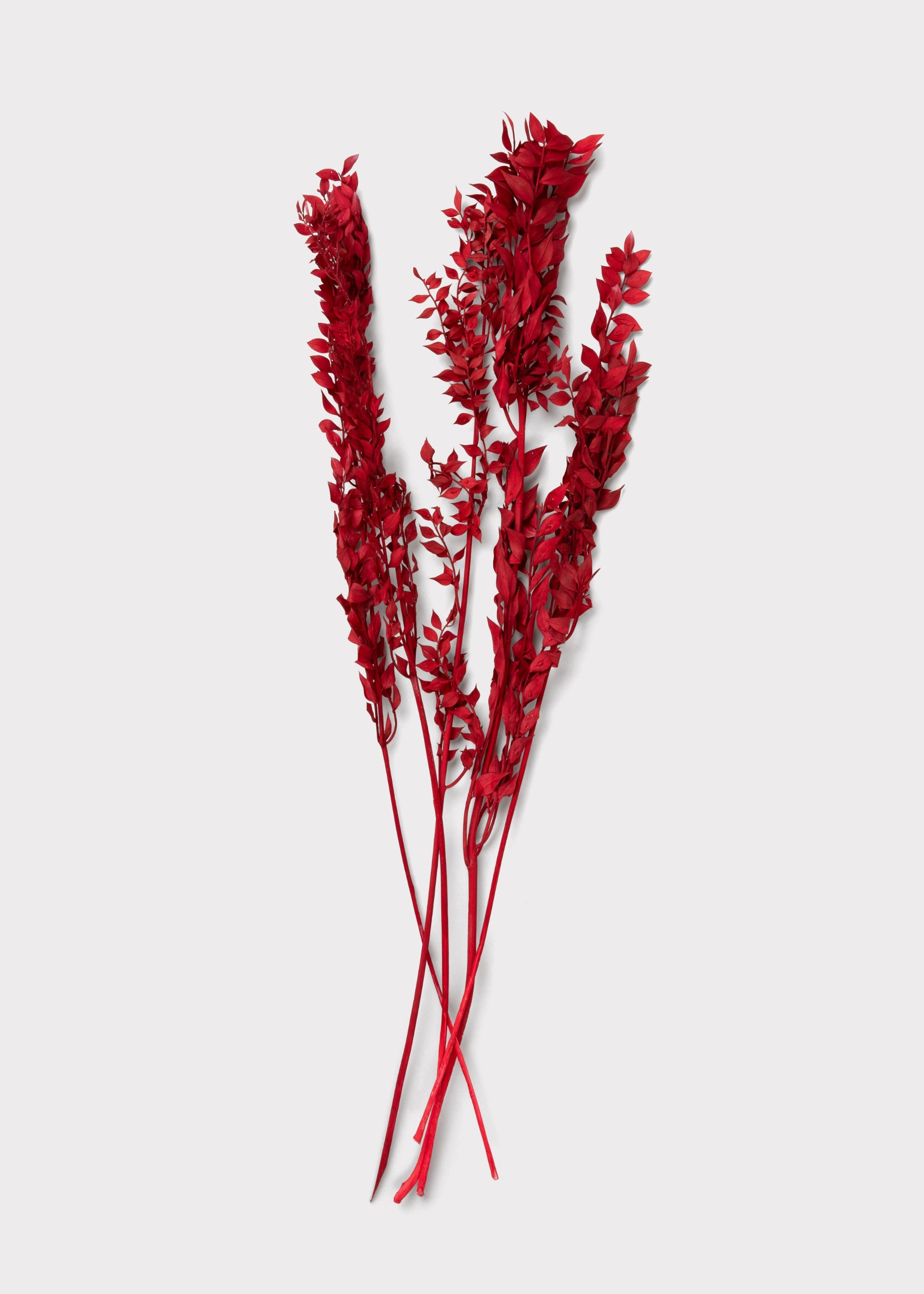 Burgundy Preserved Ruscus Leaves