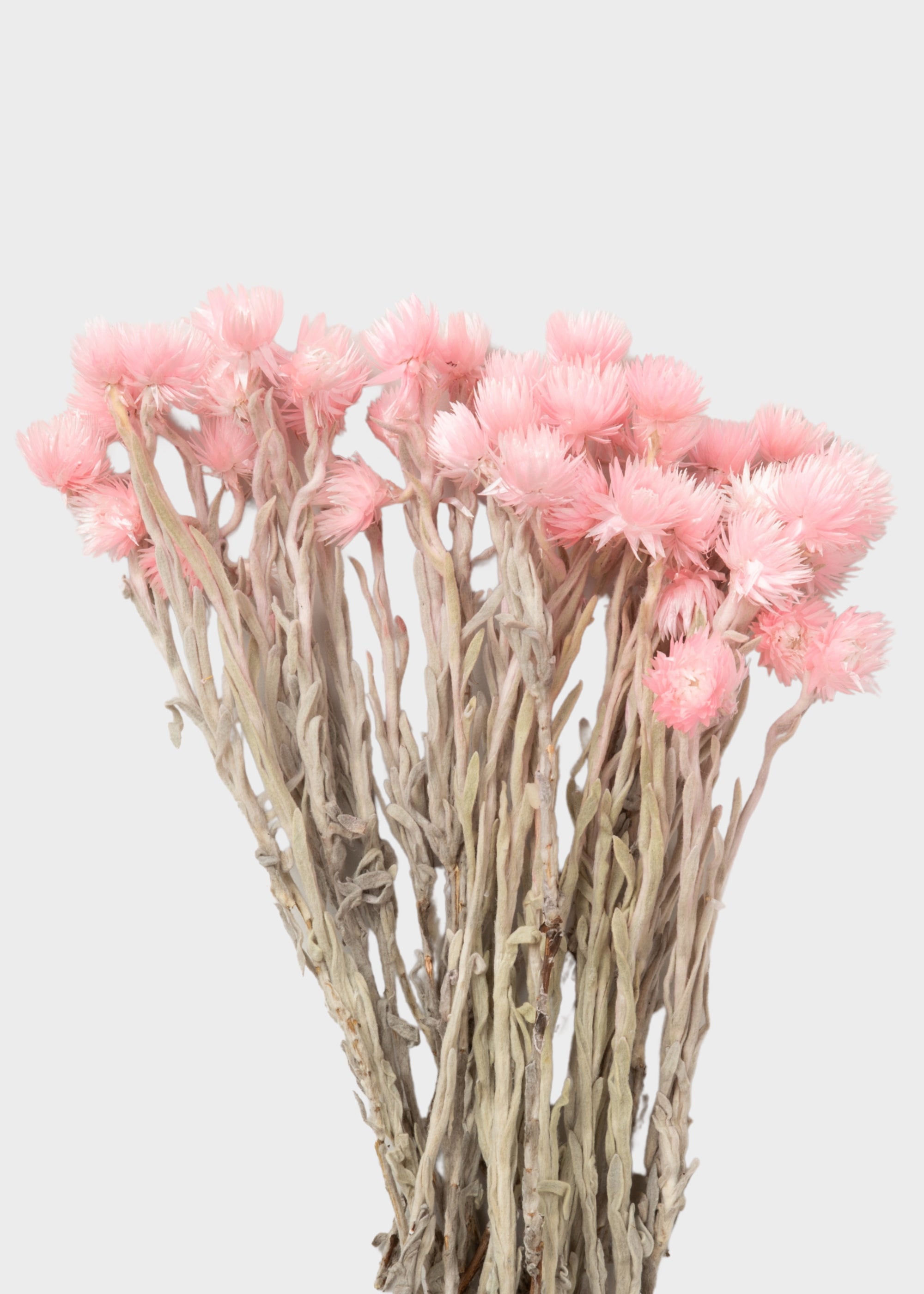 Dried Silver Daisy Flowers in Pink