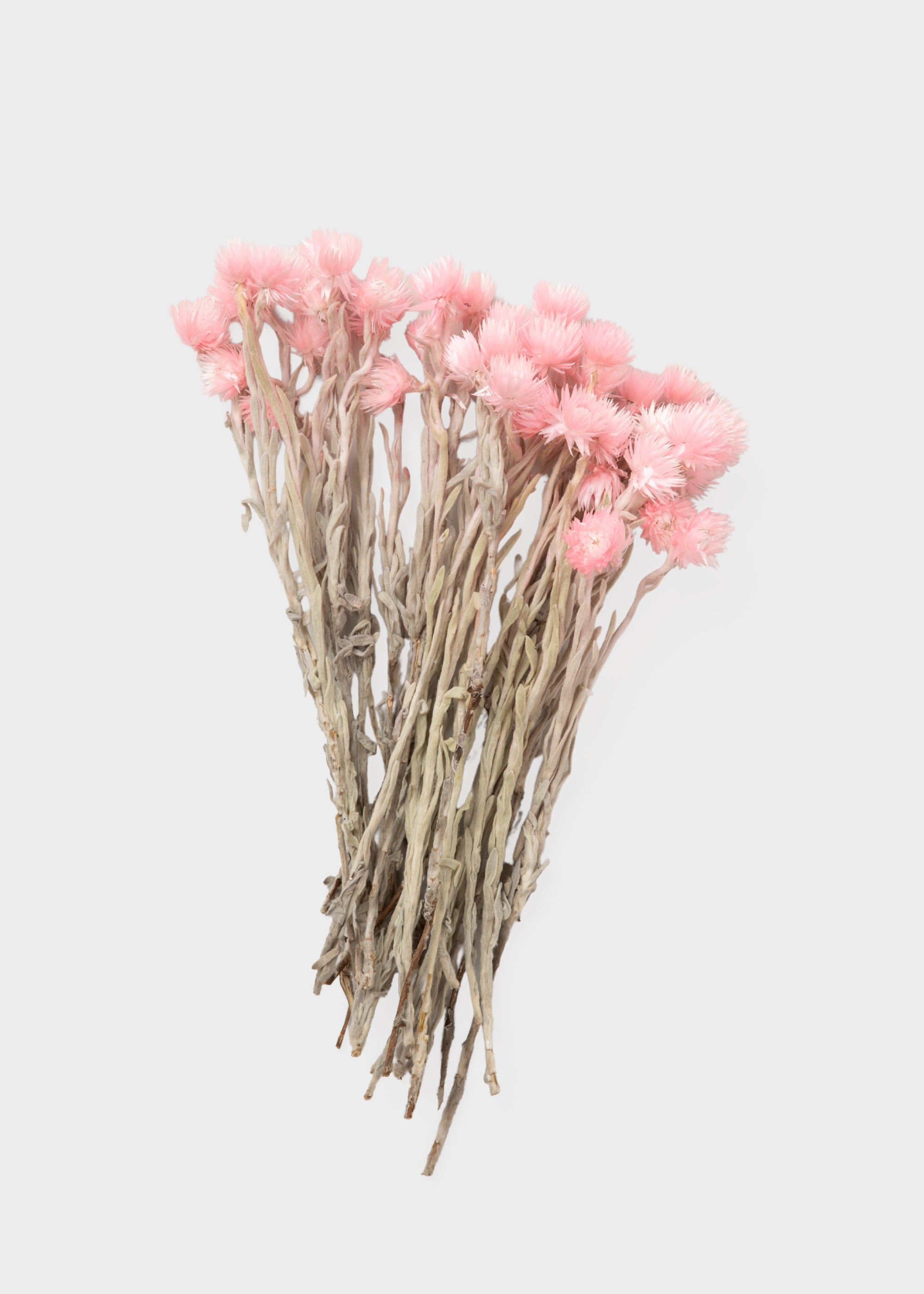 Bouquet of pink dried Silver Daisy Flowers