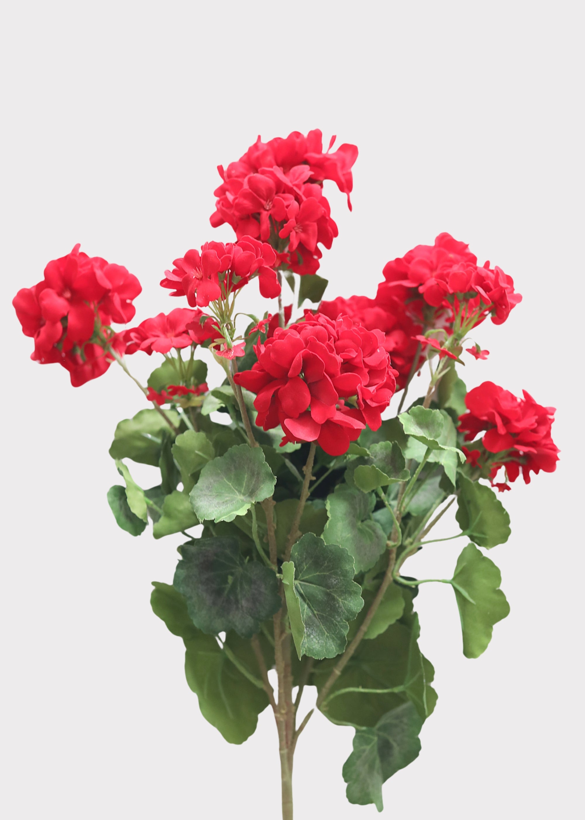 Fake Geranium Bush