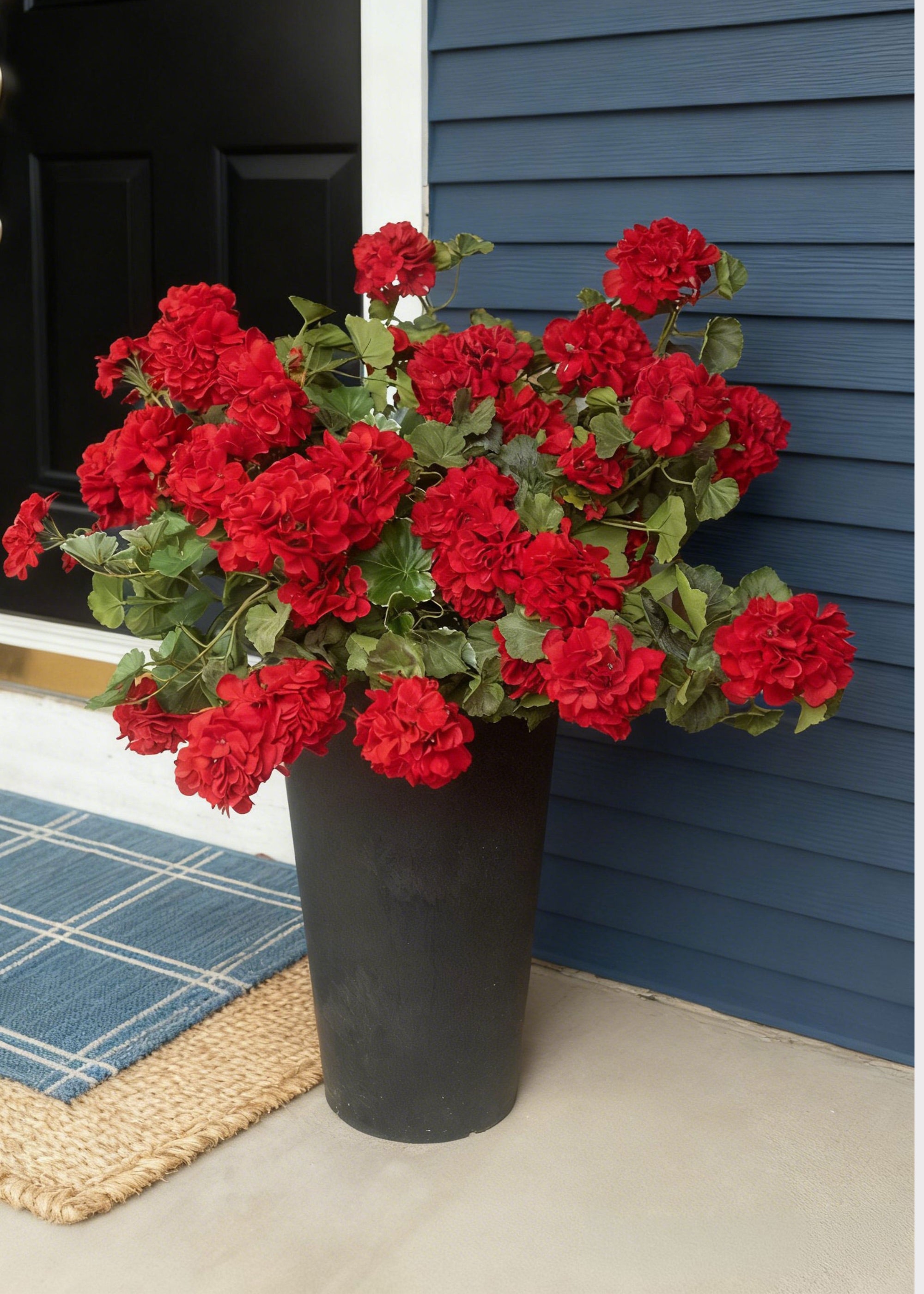 red geranium bush on the front porch