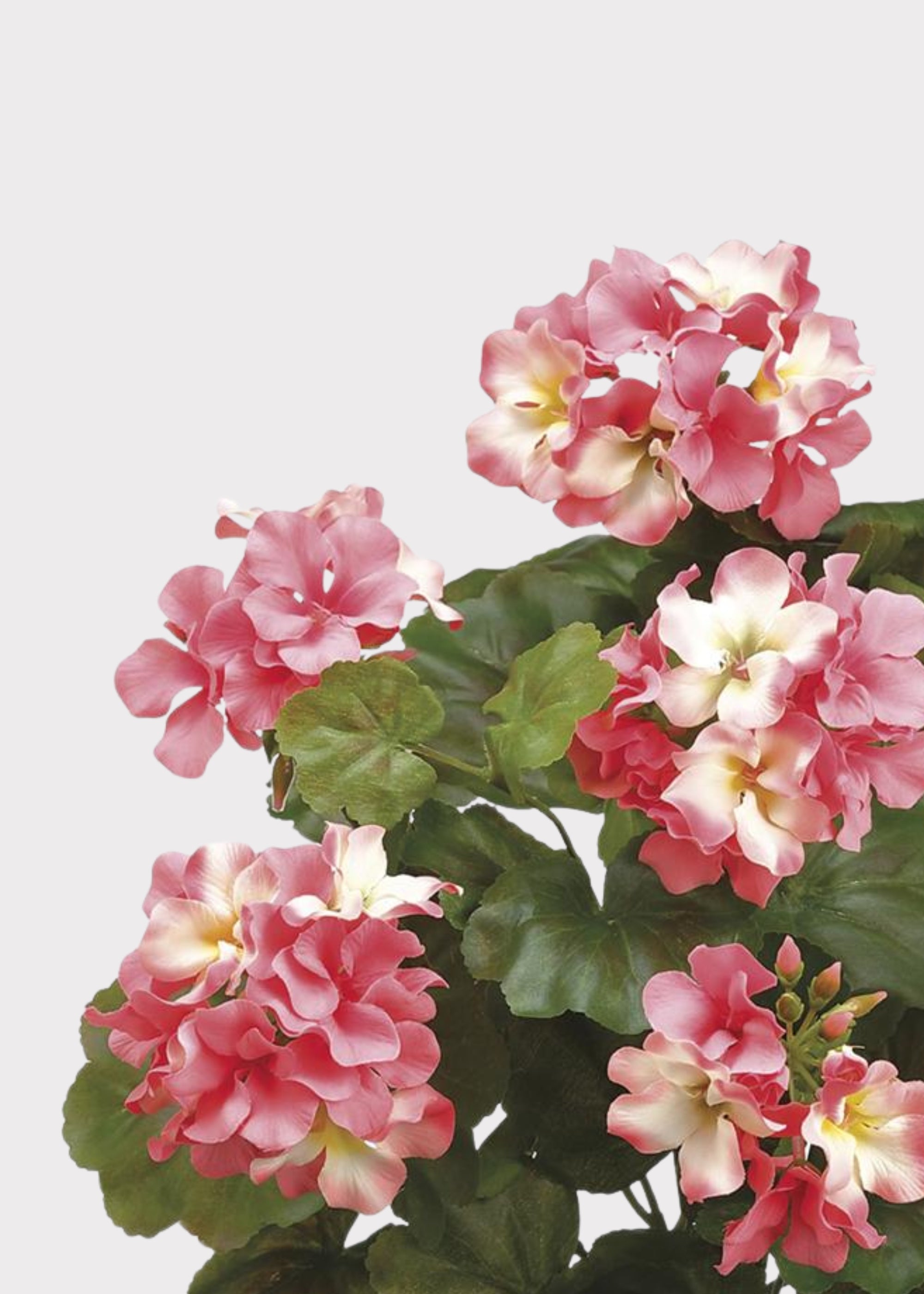 Pink Geranium Bush