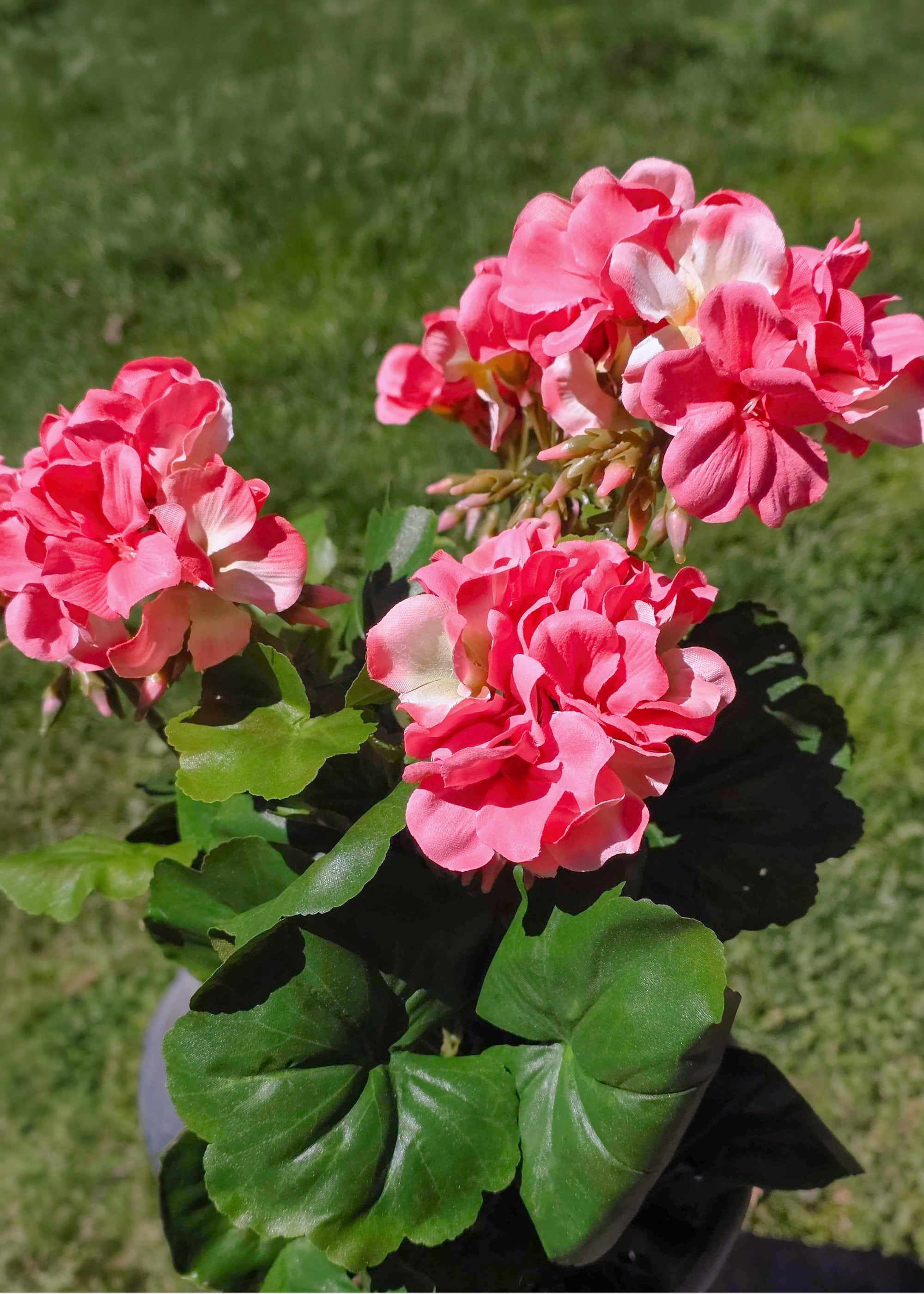 Faux Pink Geraniums