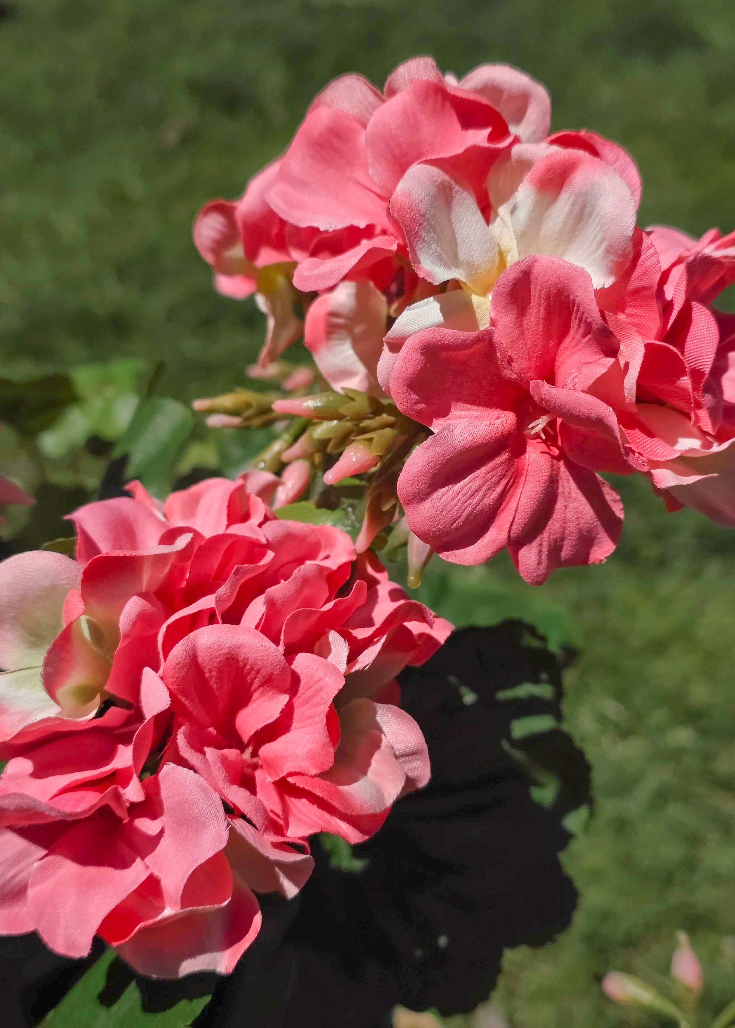 Close-up of a Fake Pink Geranium Bush