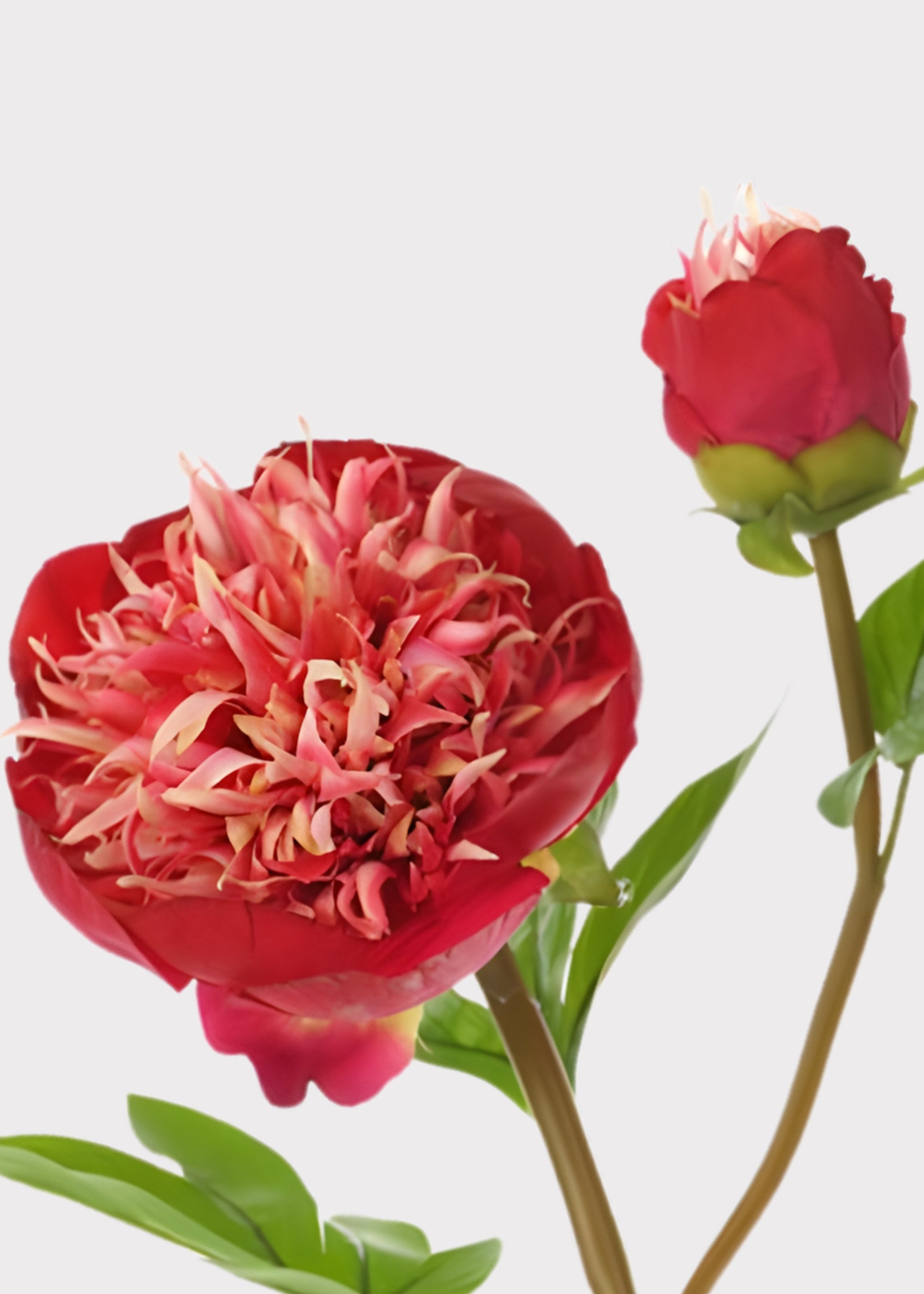 Close-up of a Red and Cream Fake Real Touch Peony and Bud