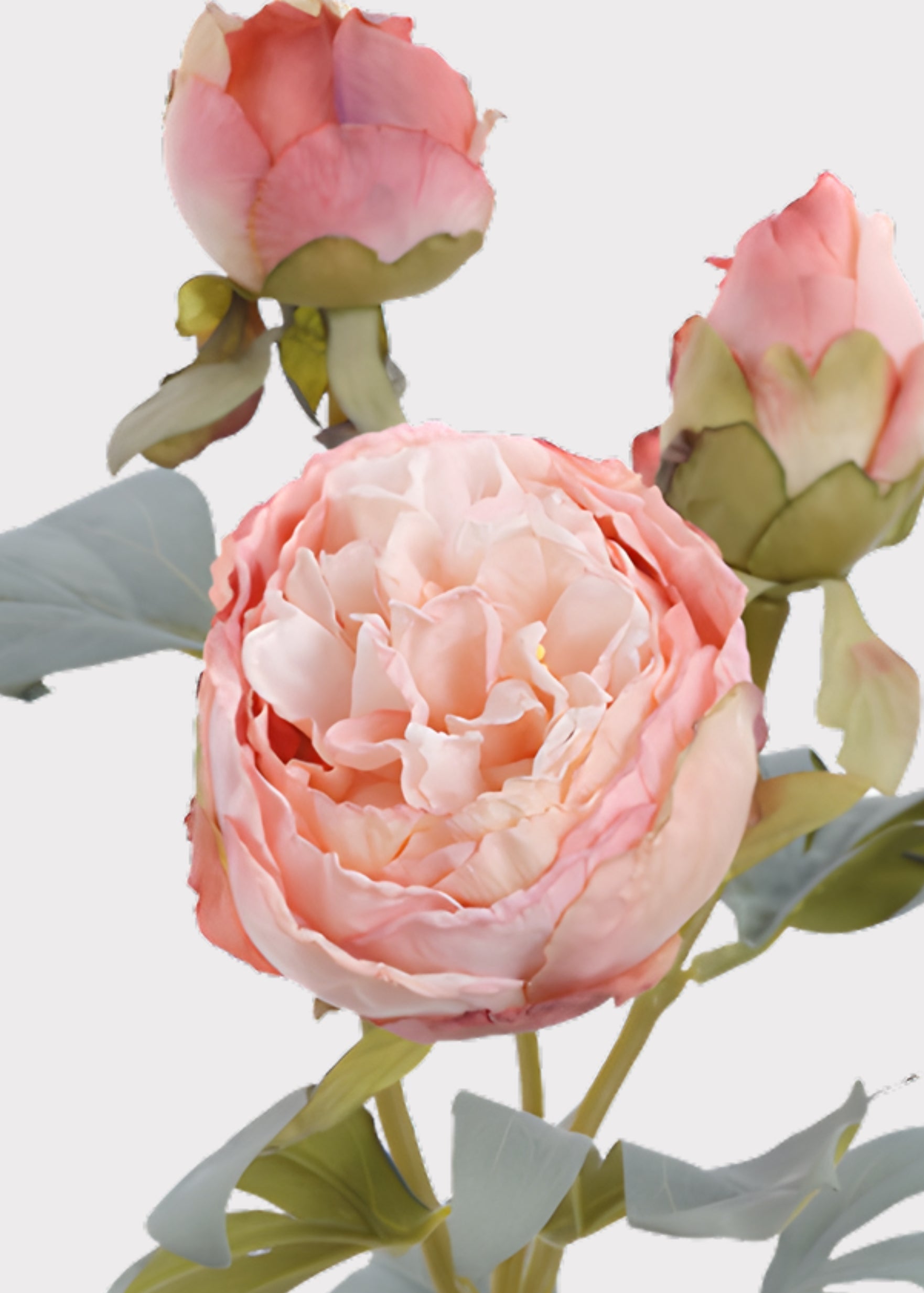 Close-up of a Dried Look Pink Peony Artificial Flower