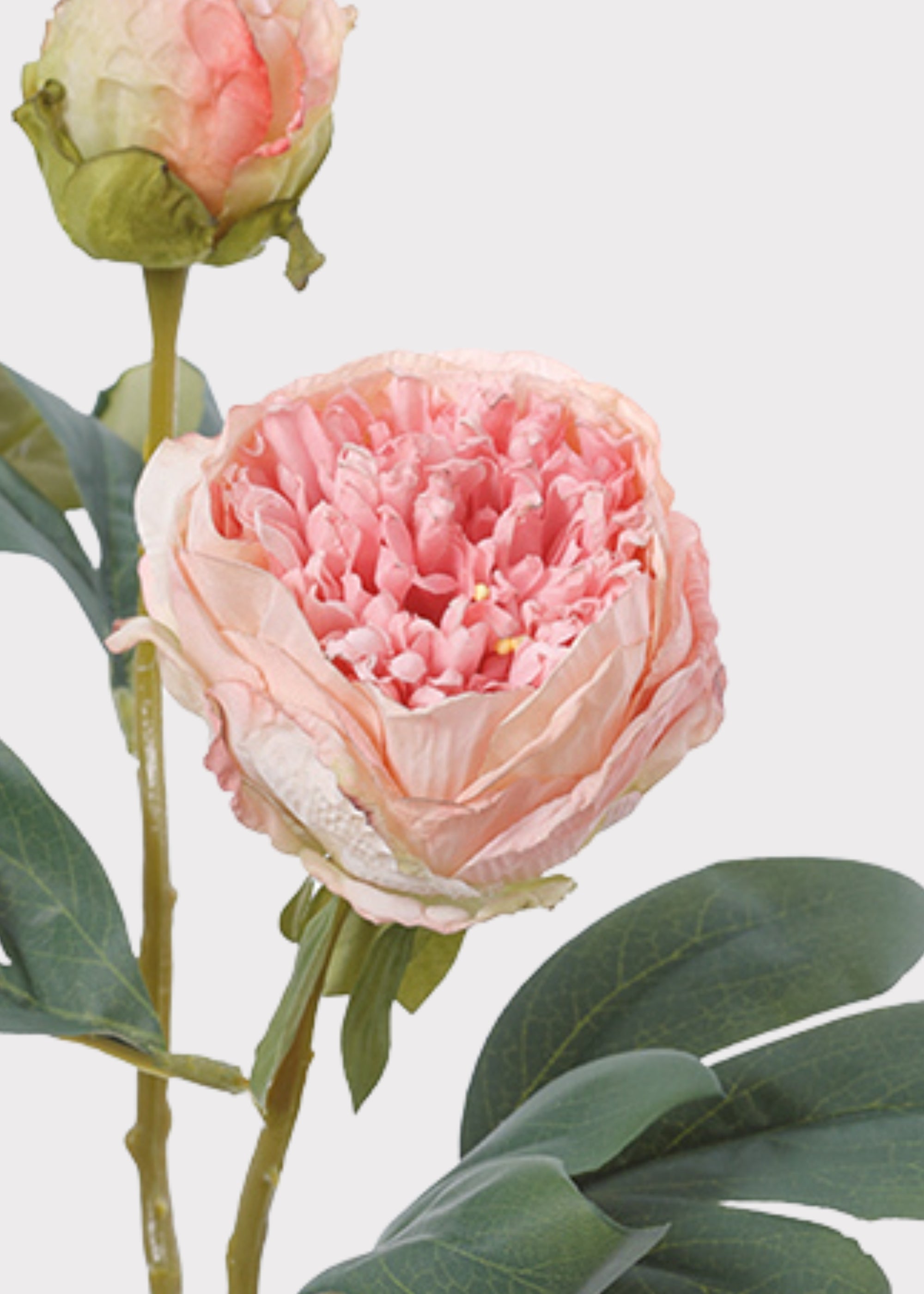 Close-up of pink peony