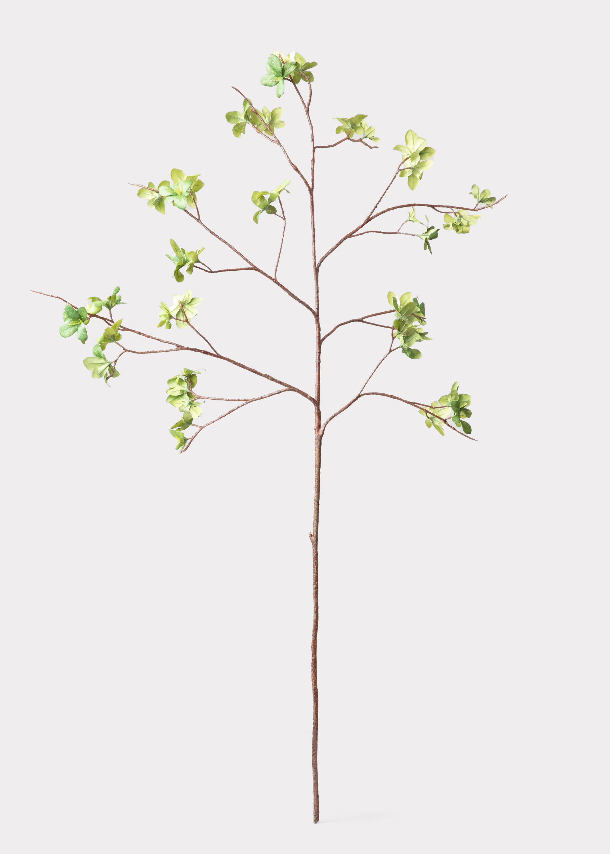 Young Leaf Statement Branch