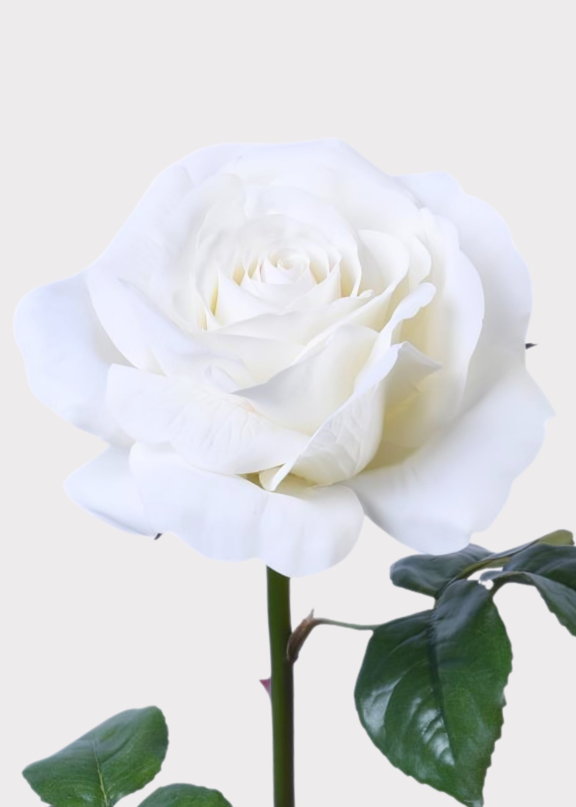 Natural Touch Artificial Rose in White