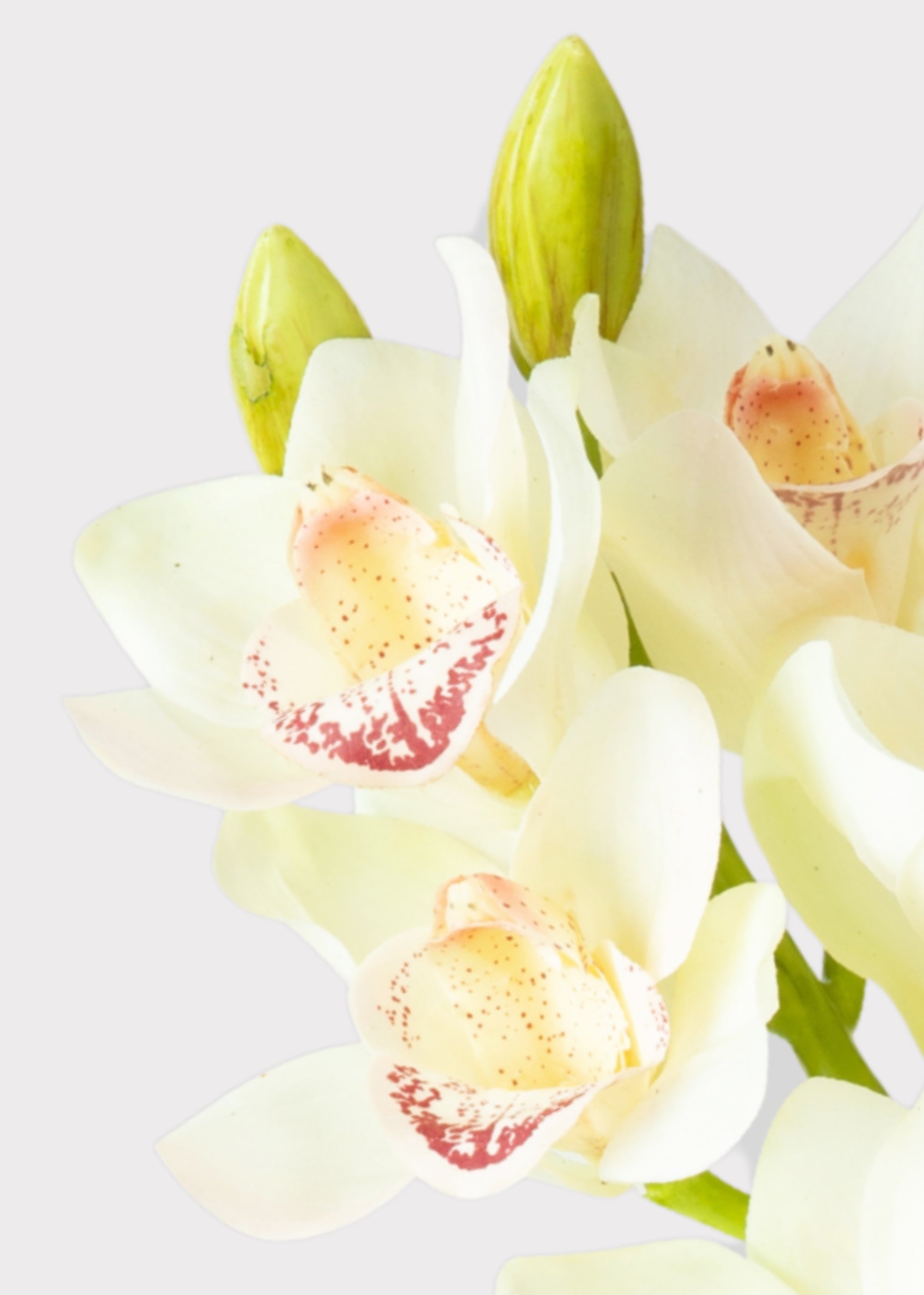 Close-up of a Faux Cymbidium Orchid