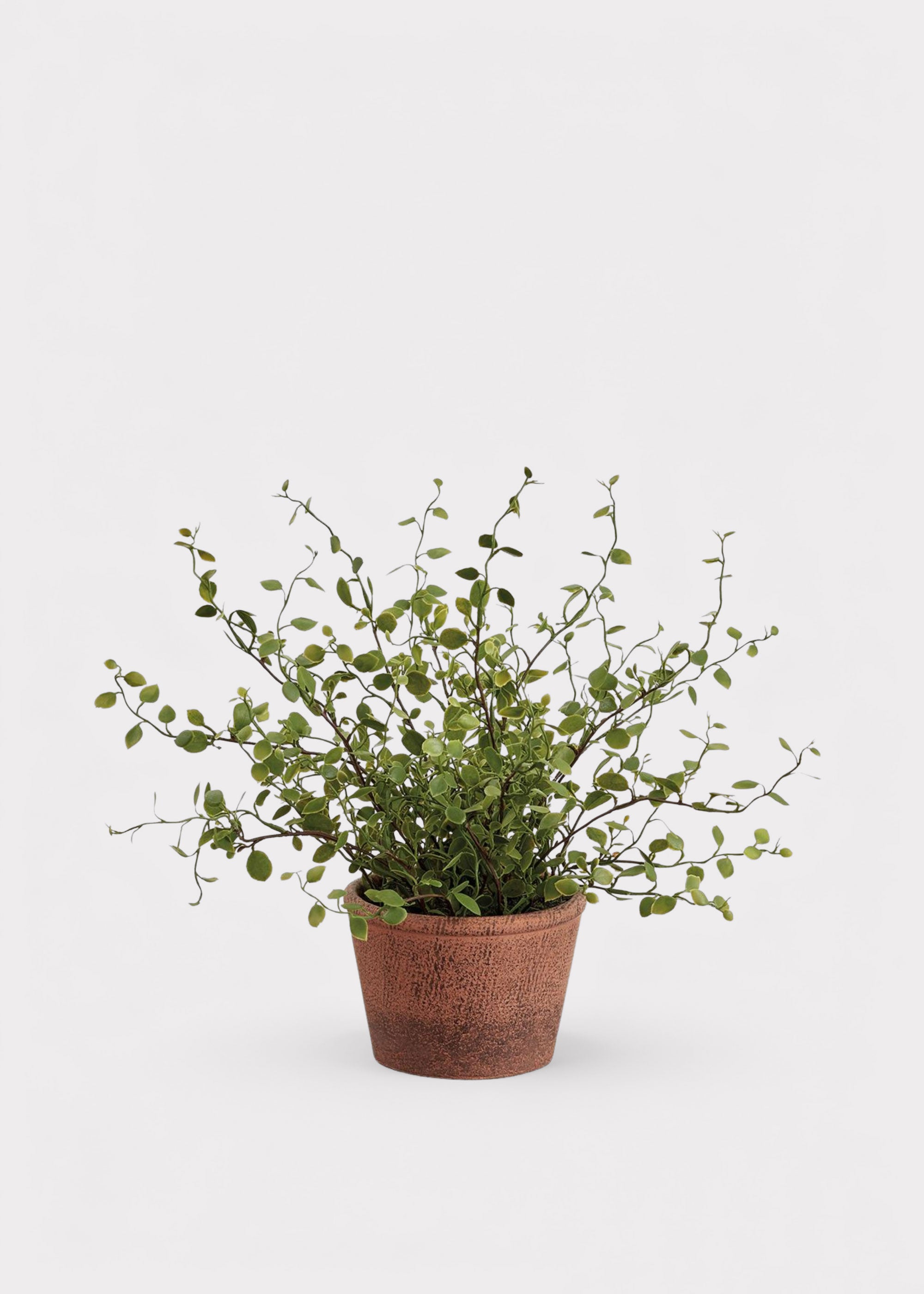 Artificial Plant Maidenhair Creeping Vine in Pot
