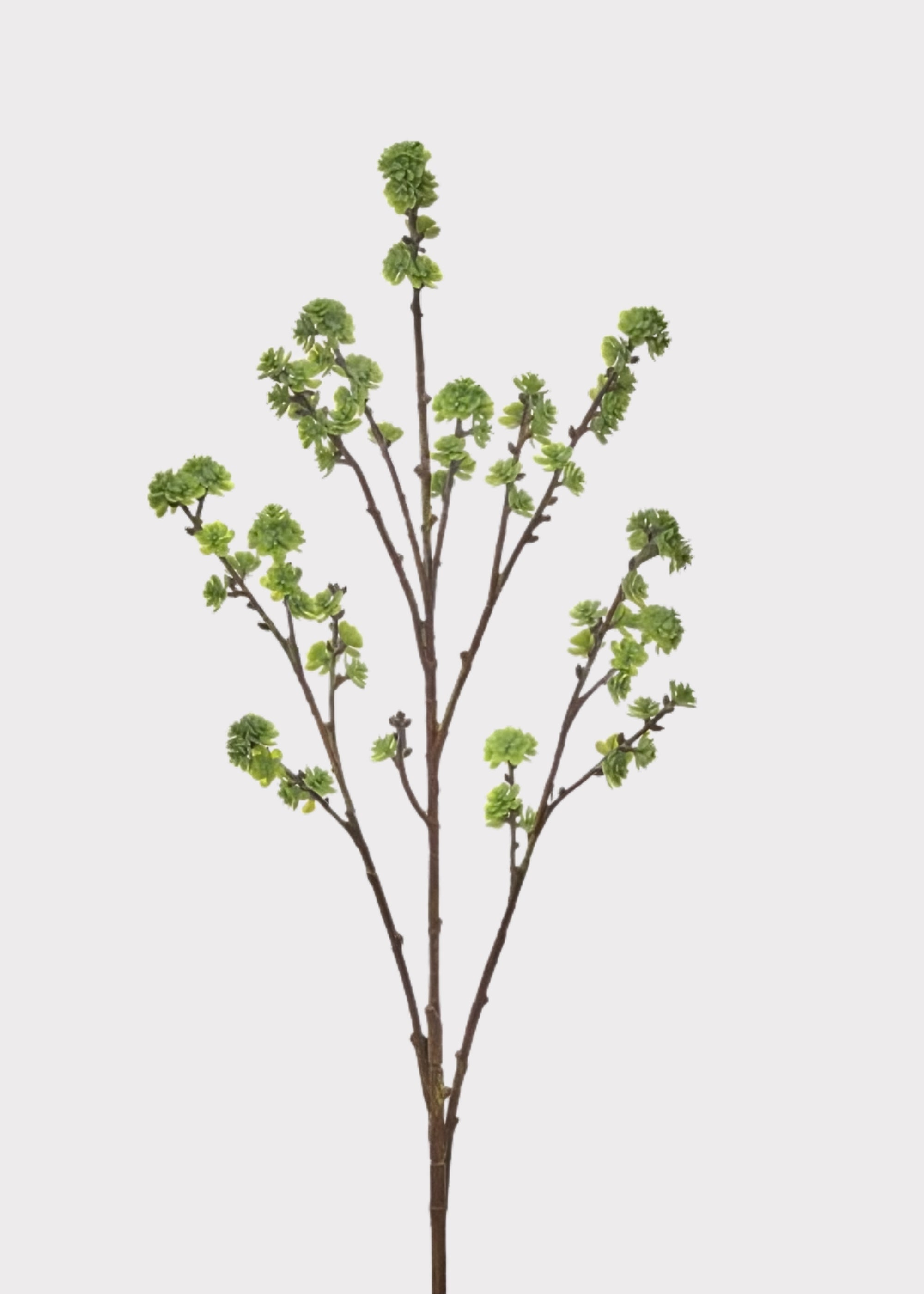 Green Blossom Citrus Branch