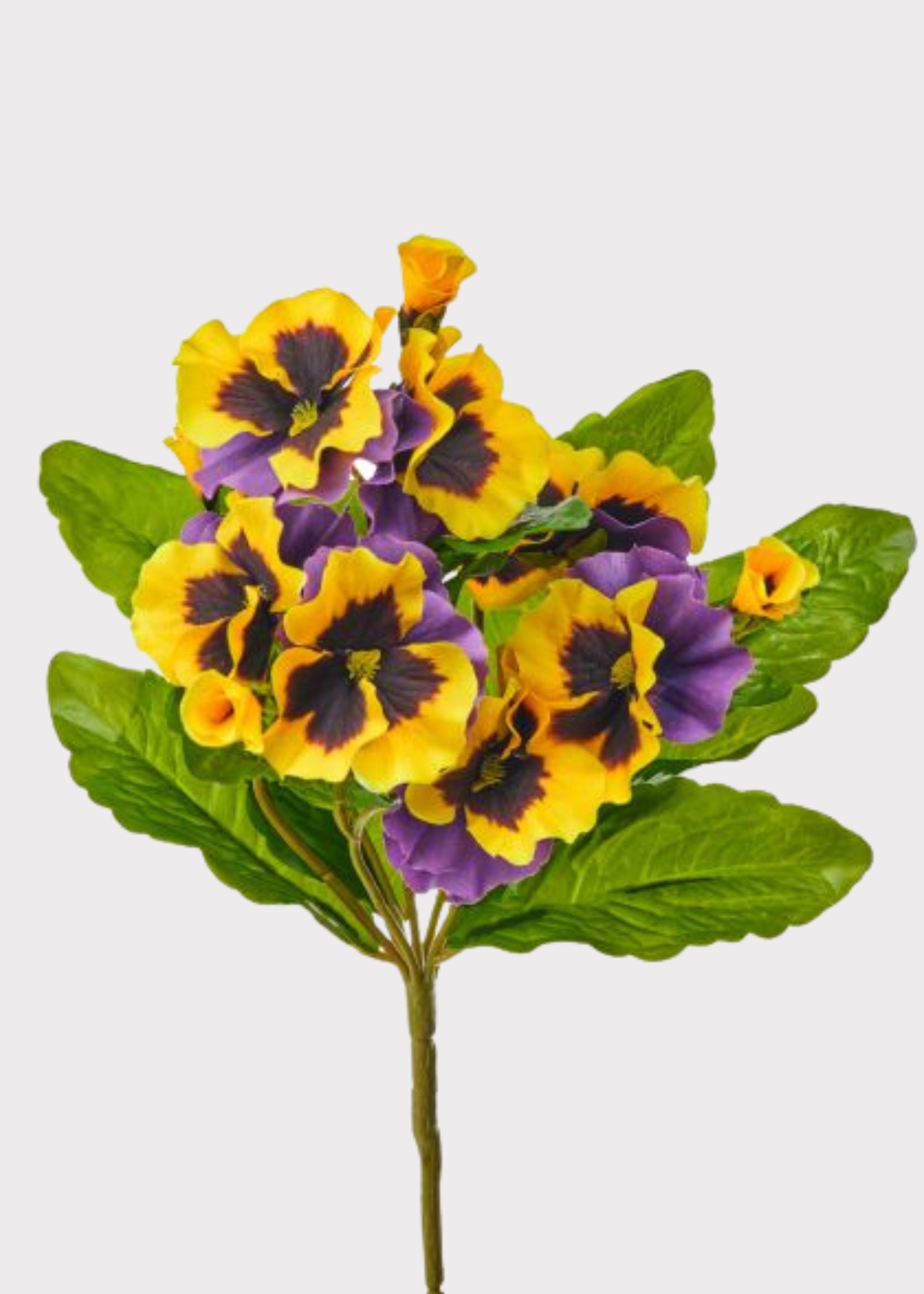 yellow pansy bush