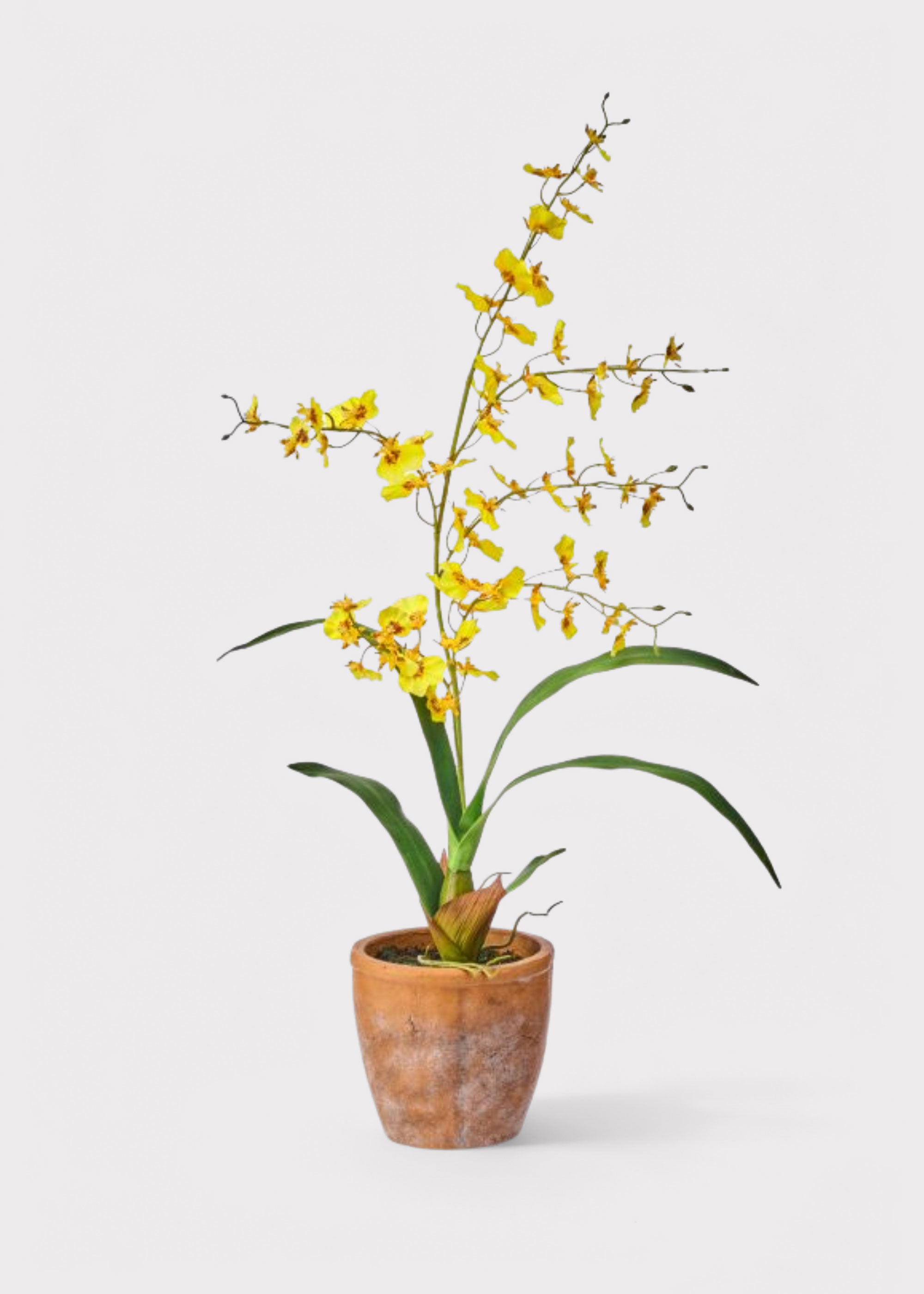 Yellow Natural Touch Oncidium Orchid Plant