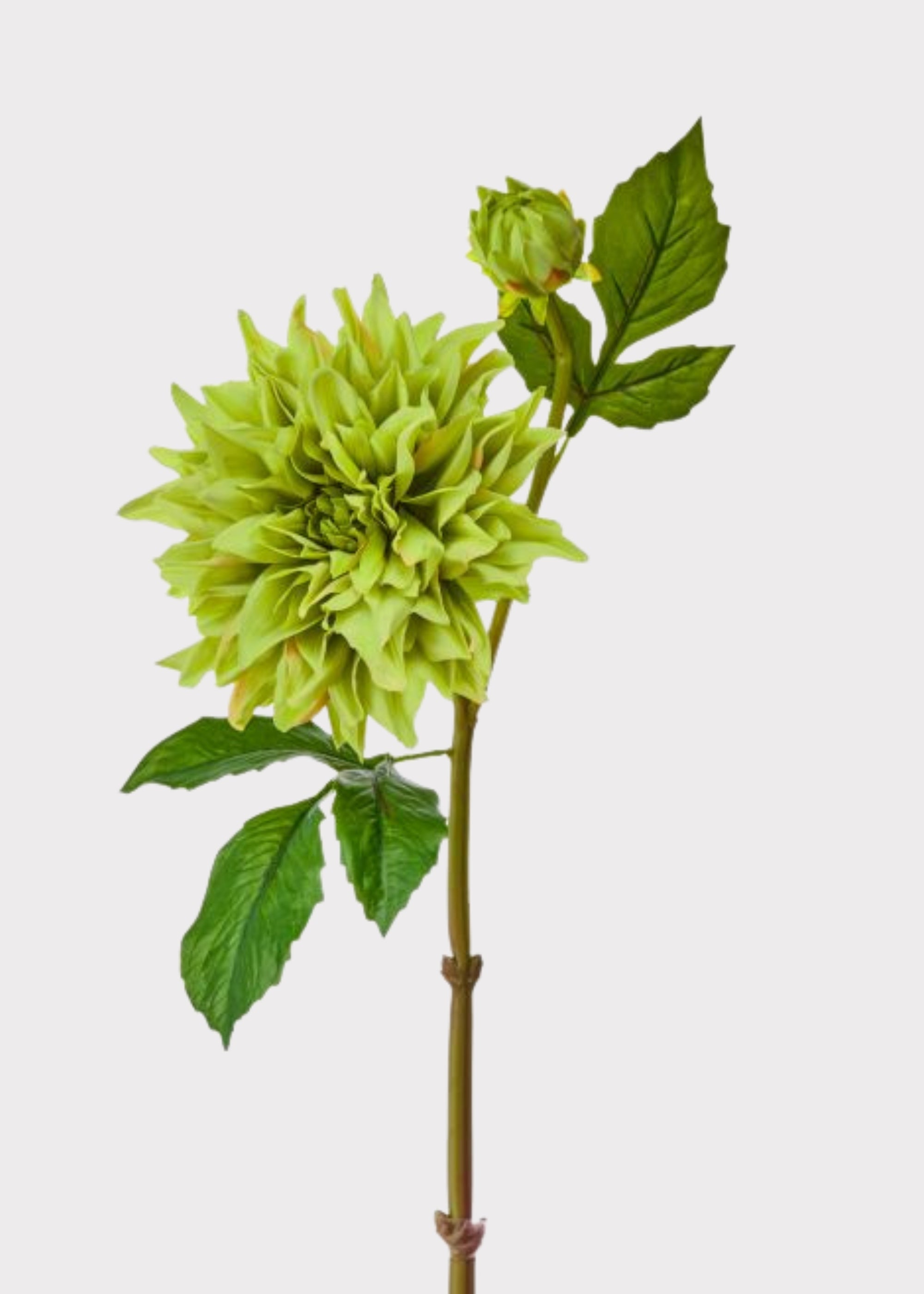 Large Green Real Touch Dahlia