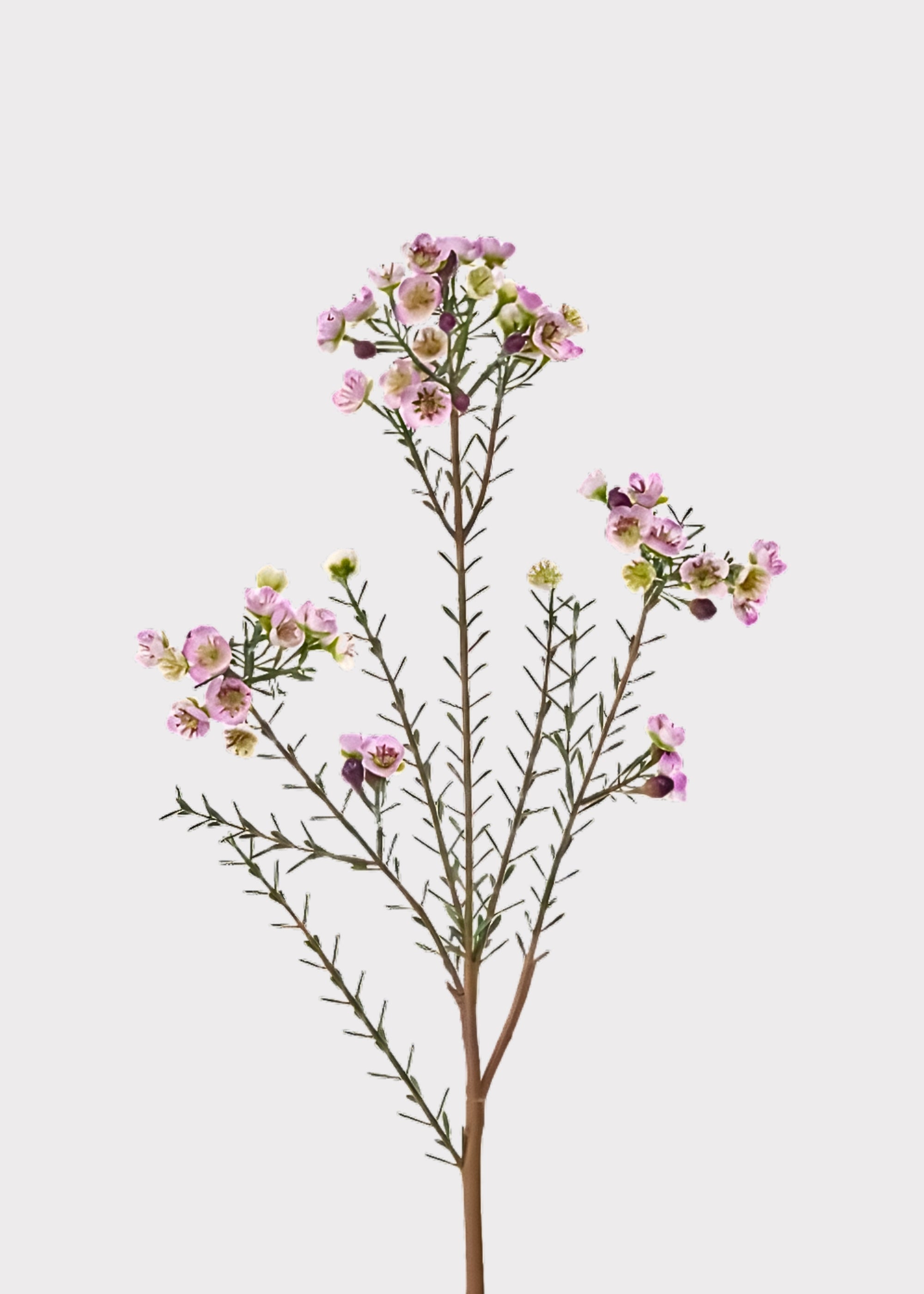 Lavender Faux Waxflower