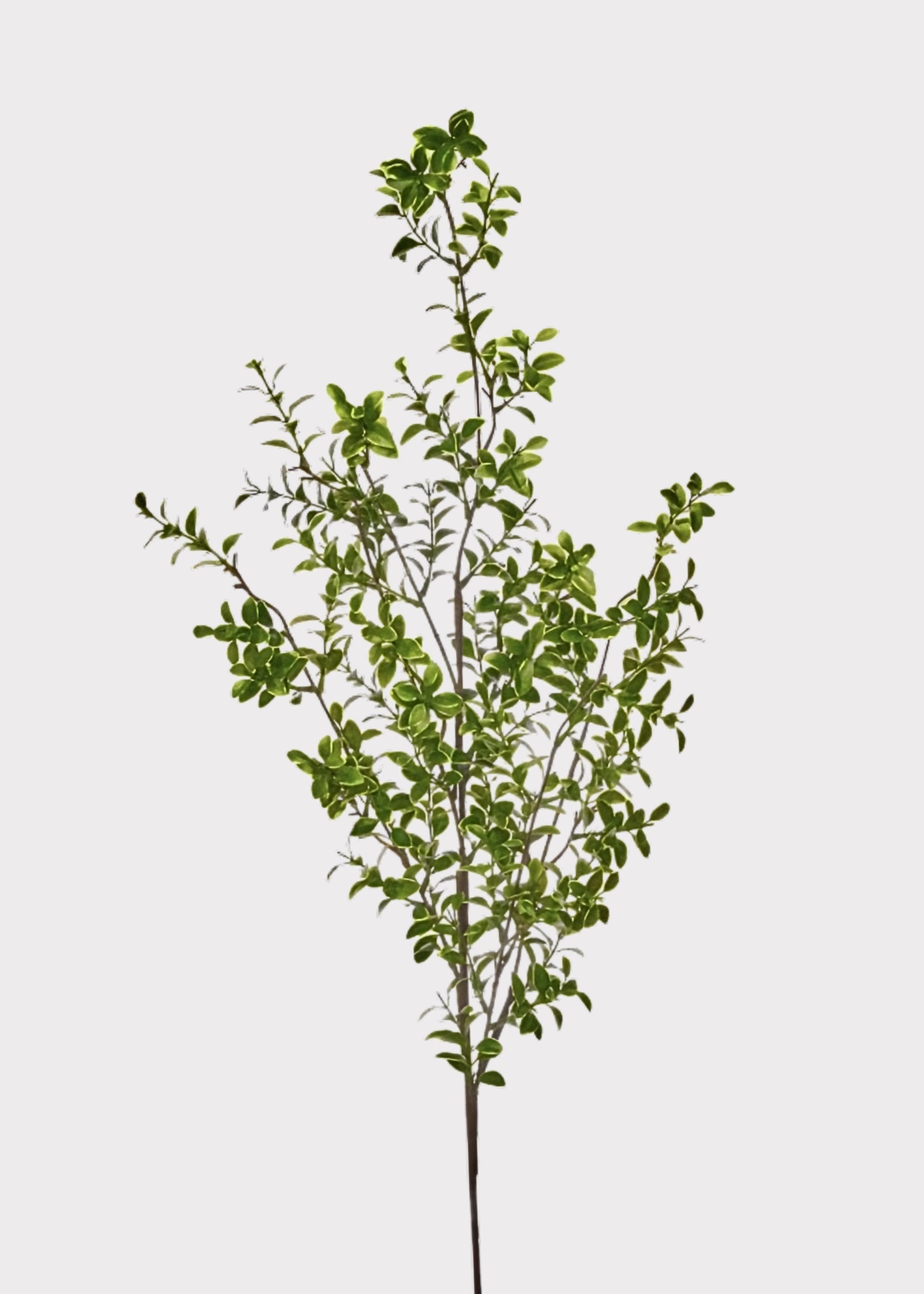 Tall Boxwood Leaf Branch at Afloral