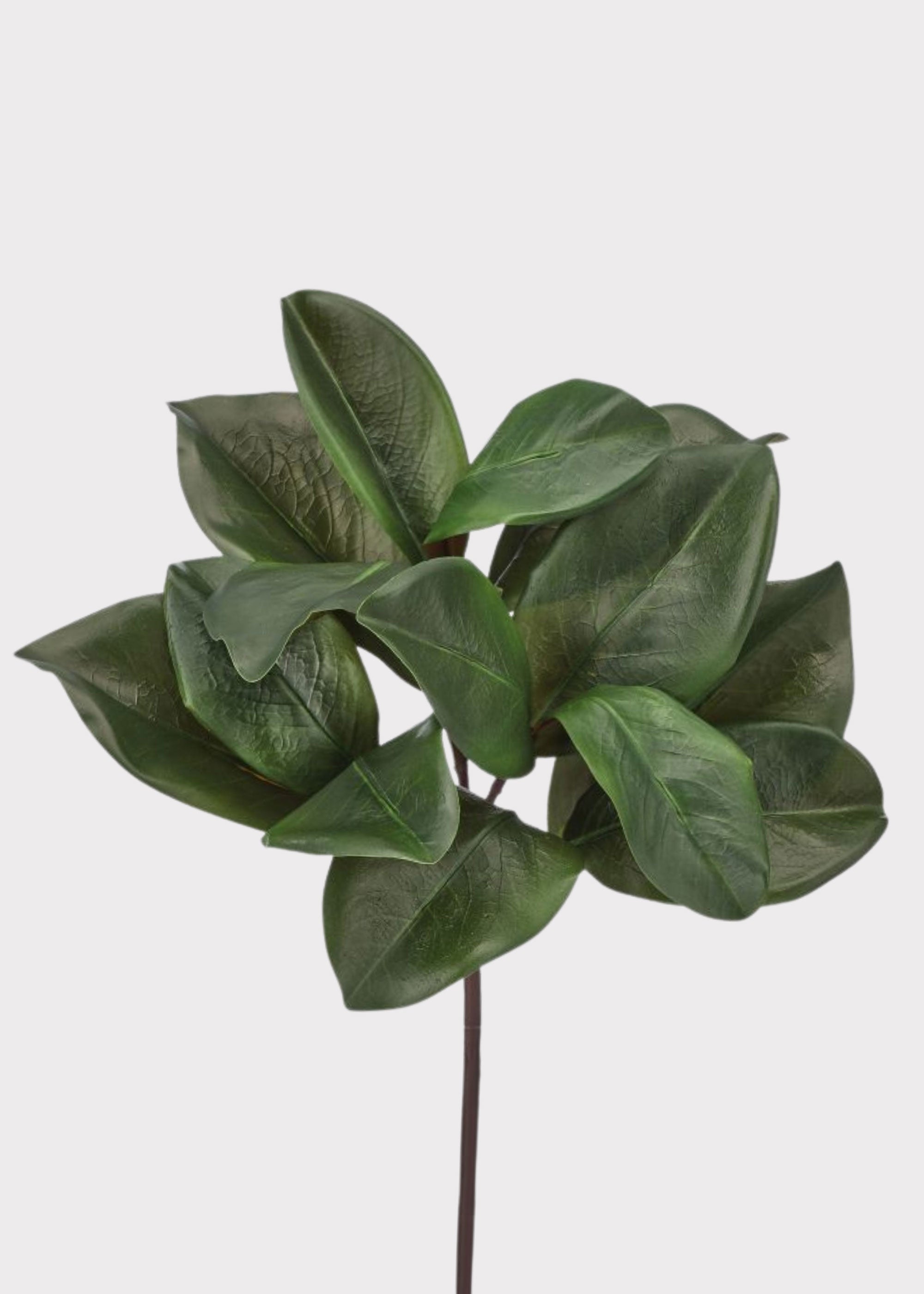 Magnolia Leaf Stem