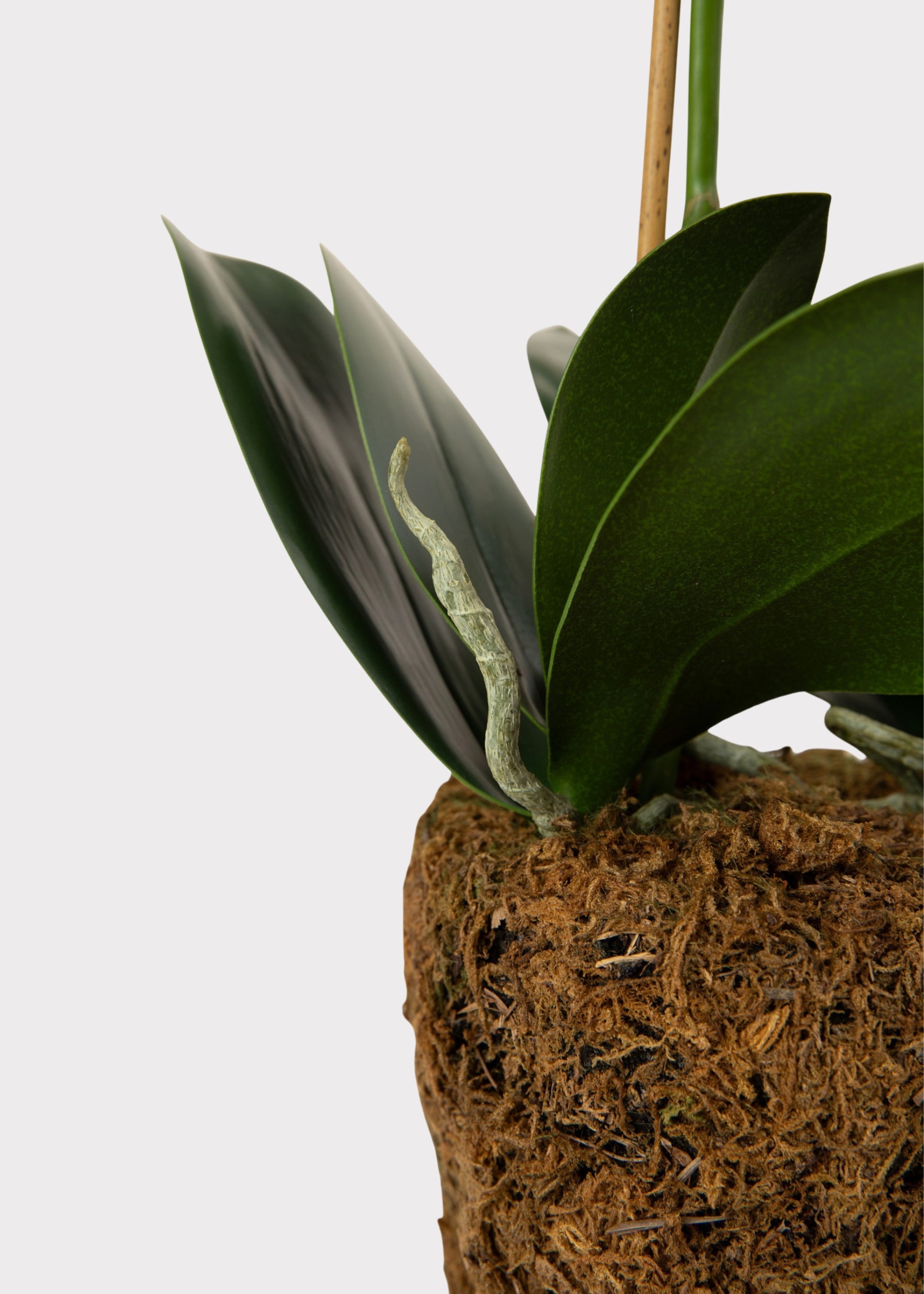 Faux Phalaenopsis Orchid Drop-In