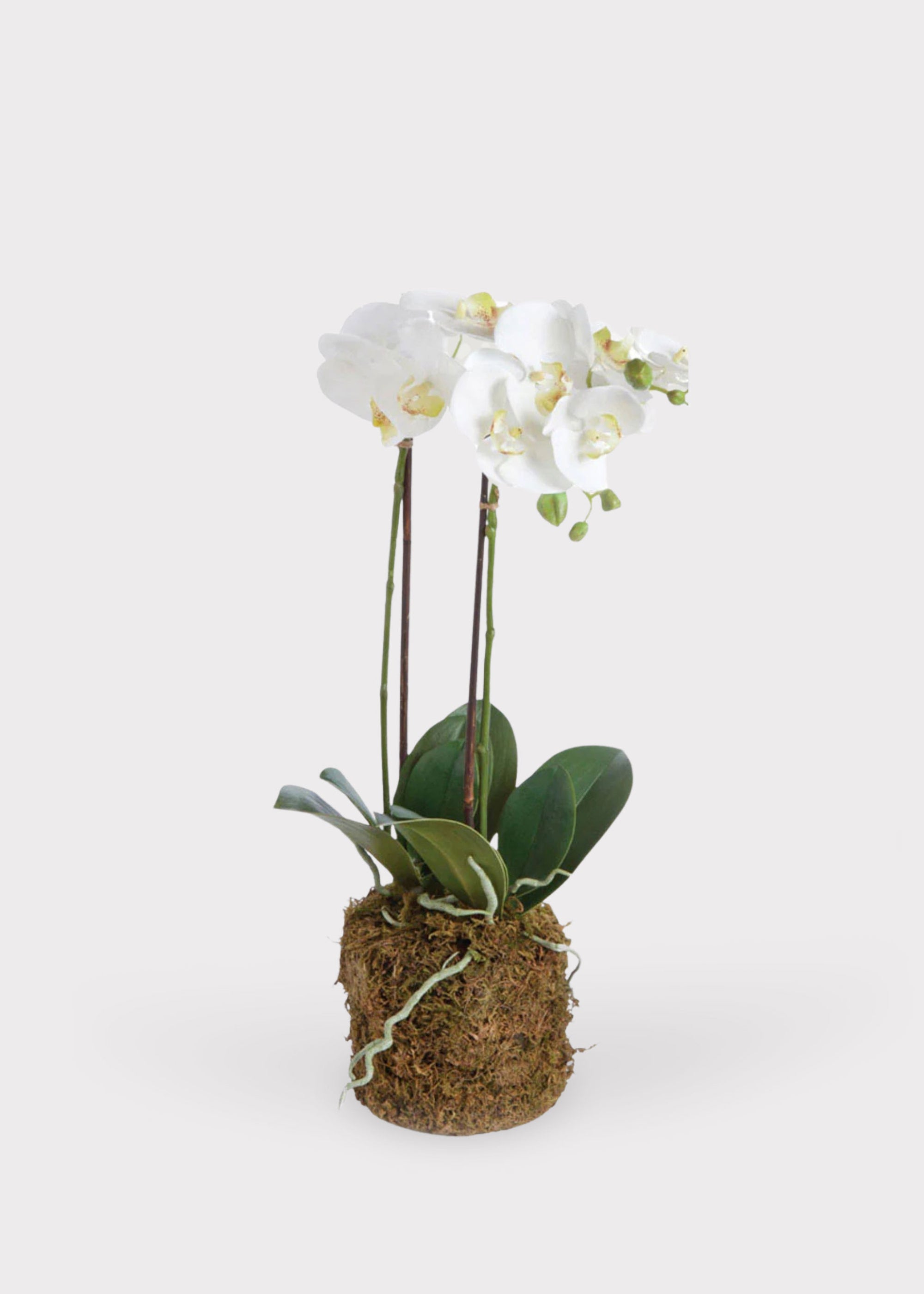 Artificial Phalaenopsis Orchid