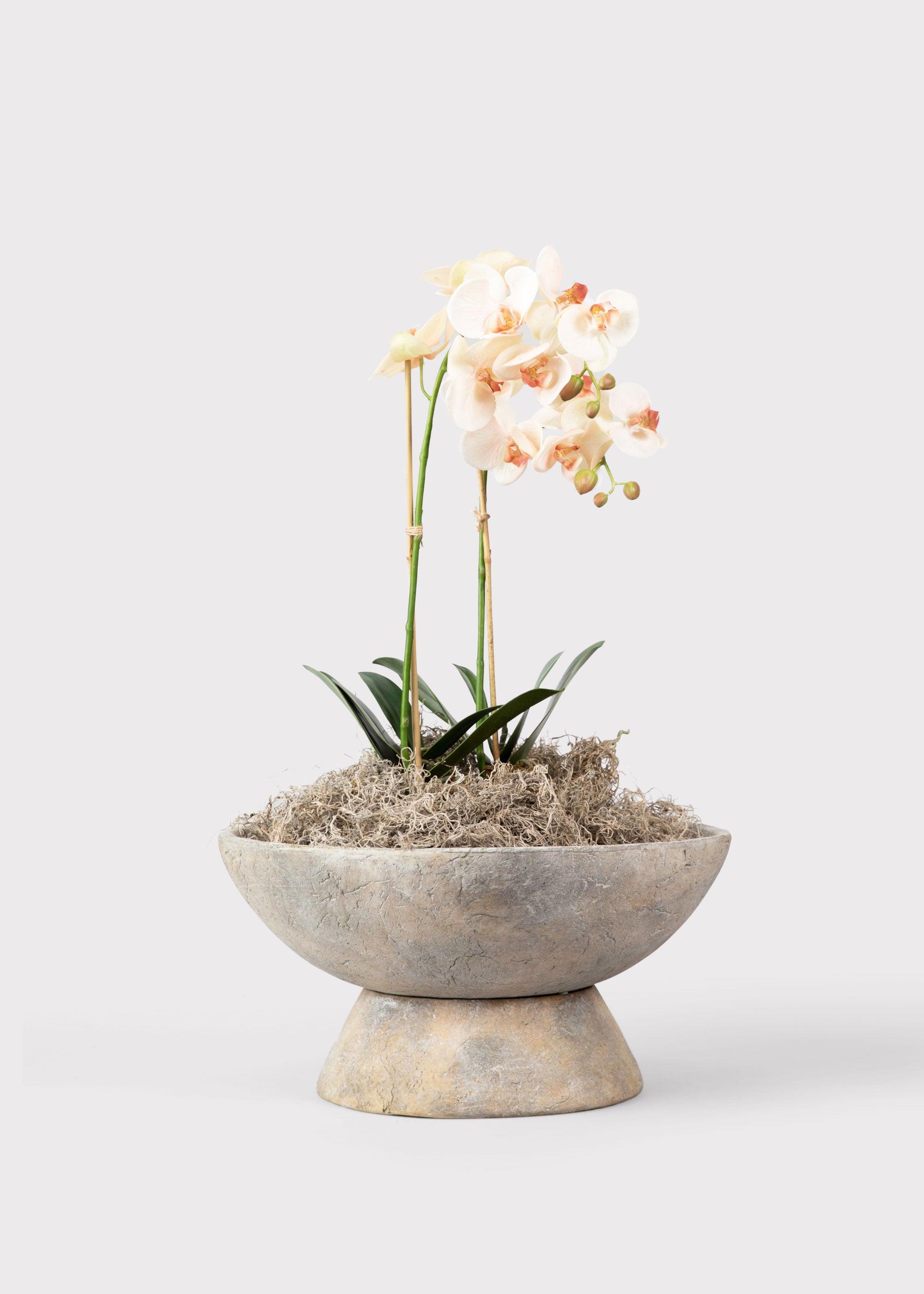 Faux Orchid House Plant