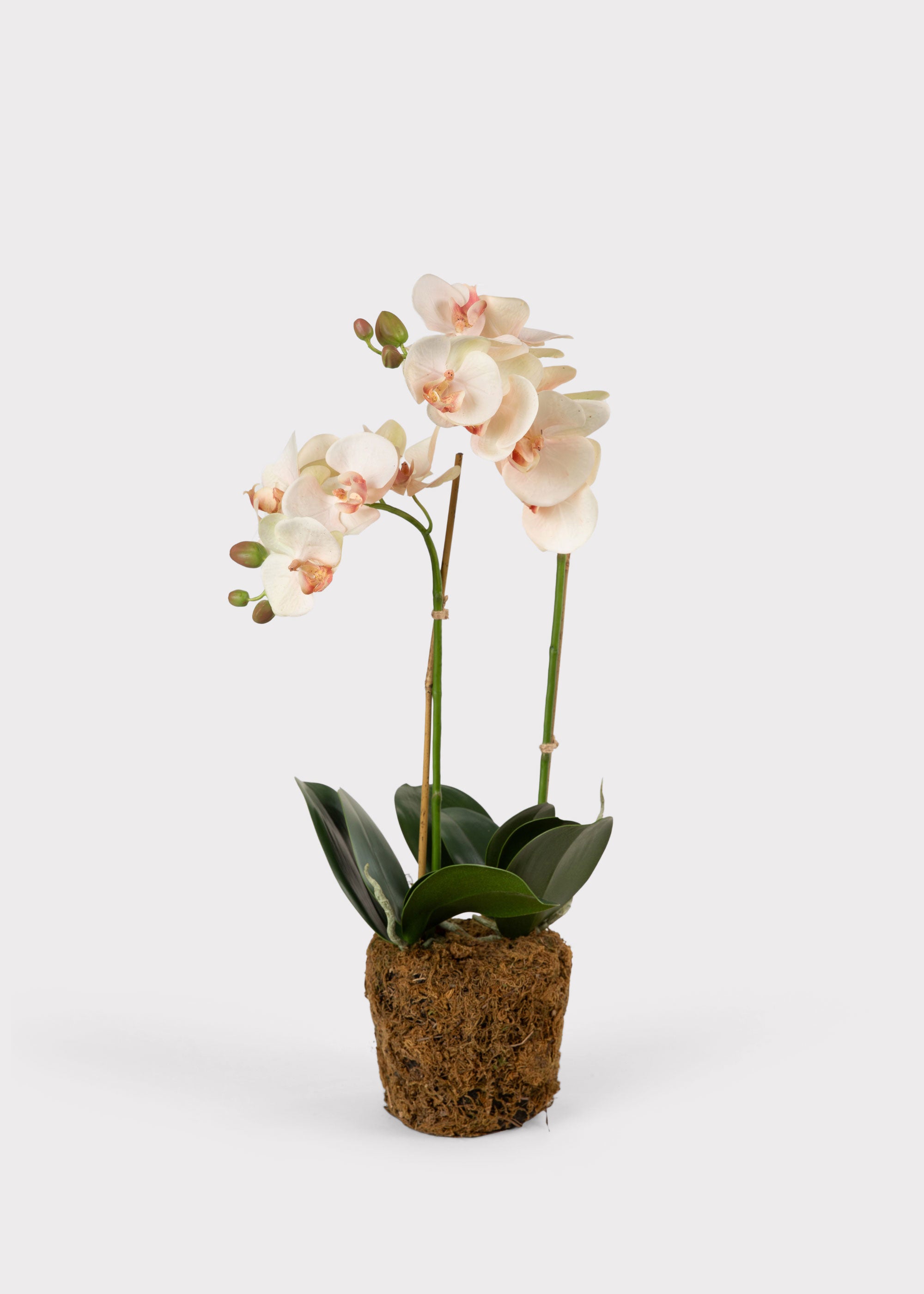 Faux Blush Phalaenopsis Orchid Drop-In Plant