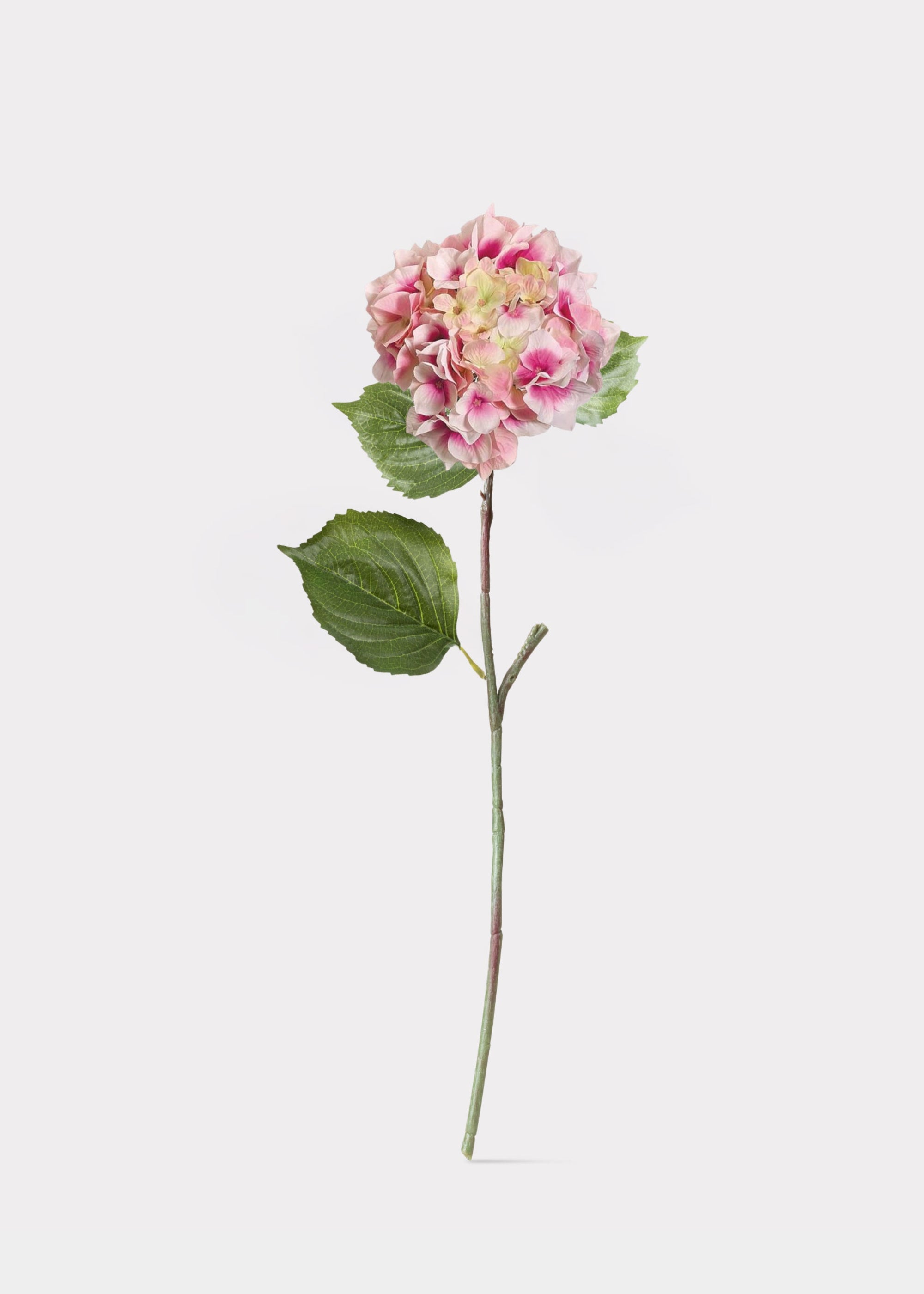 pink hydrangea stem