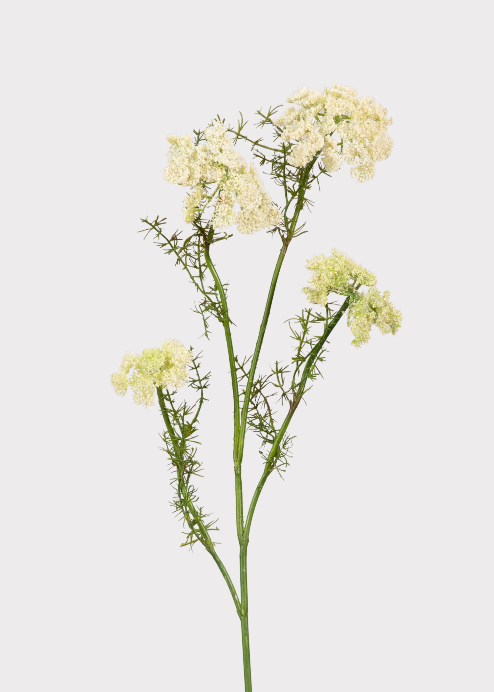 Faux Dill