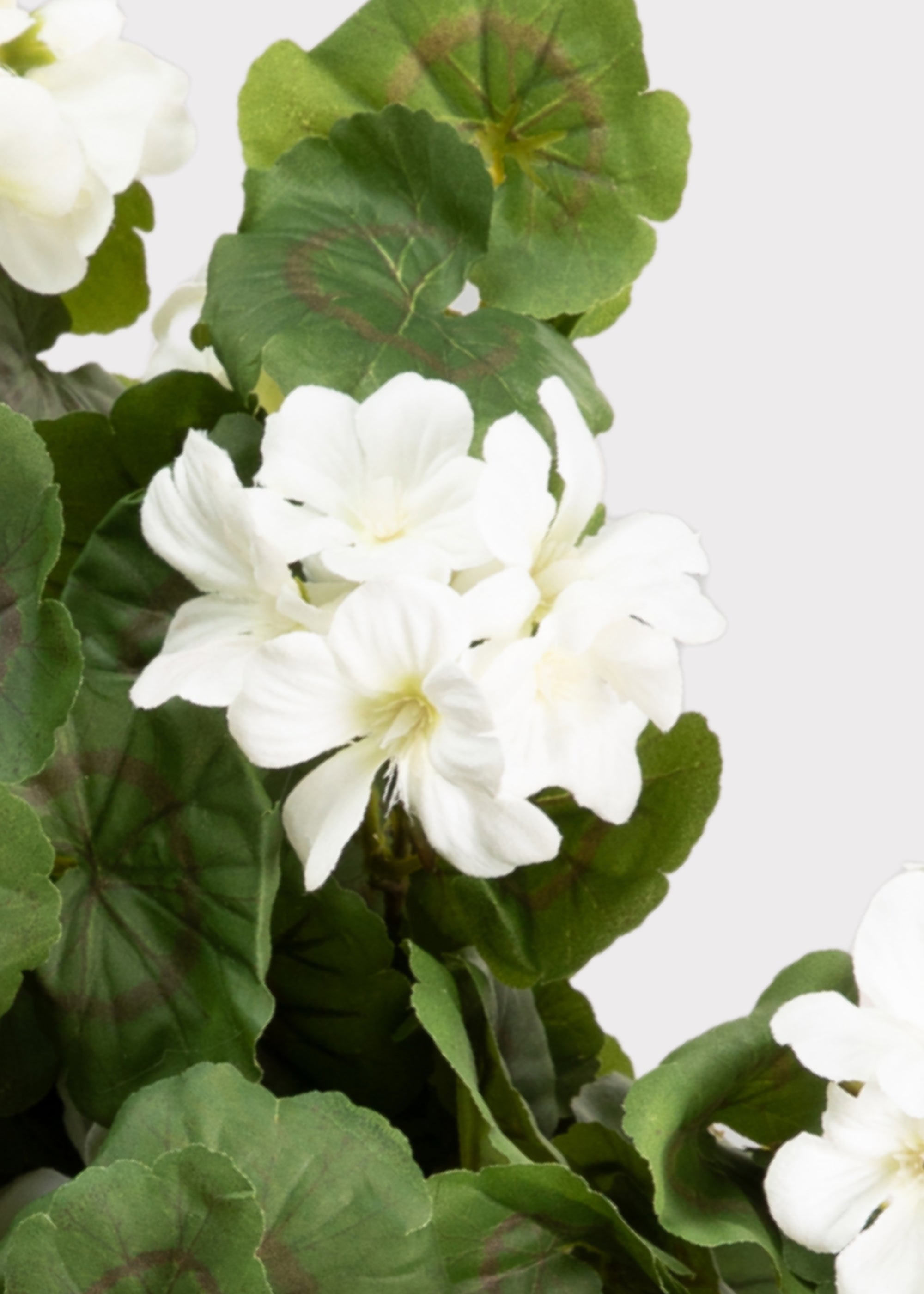 Close-up of white flowers with green leaves on a white background
