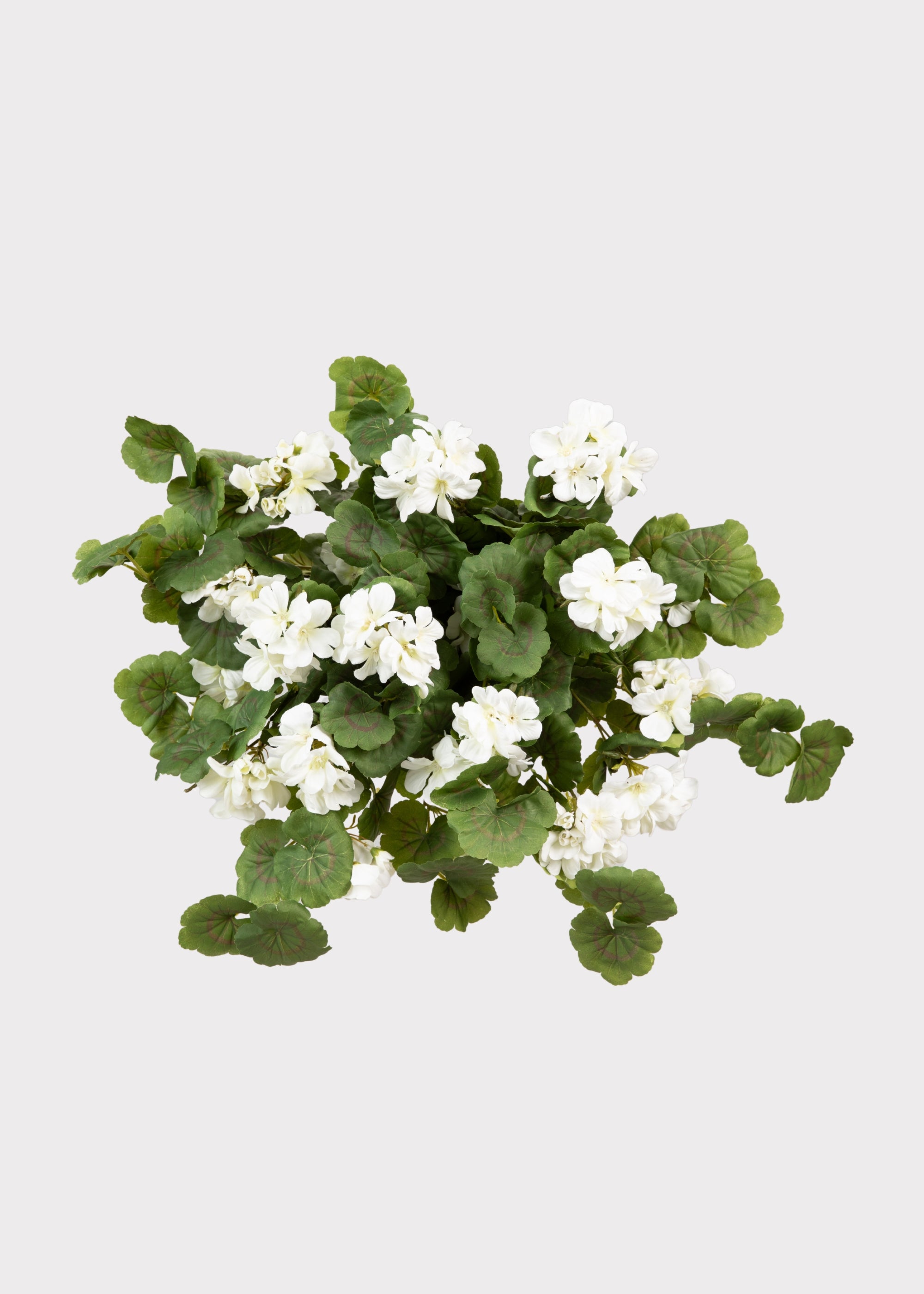 UV Treated White Geranium Hanging Bush