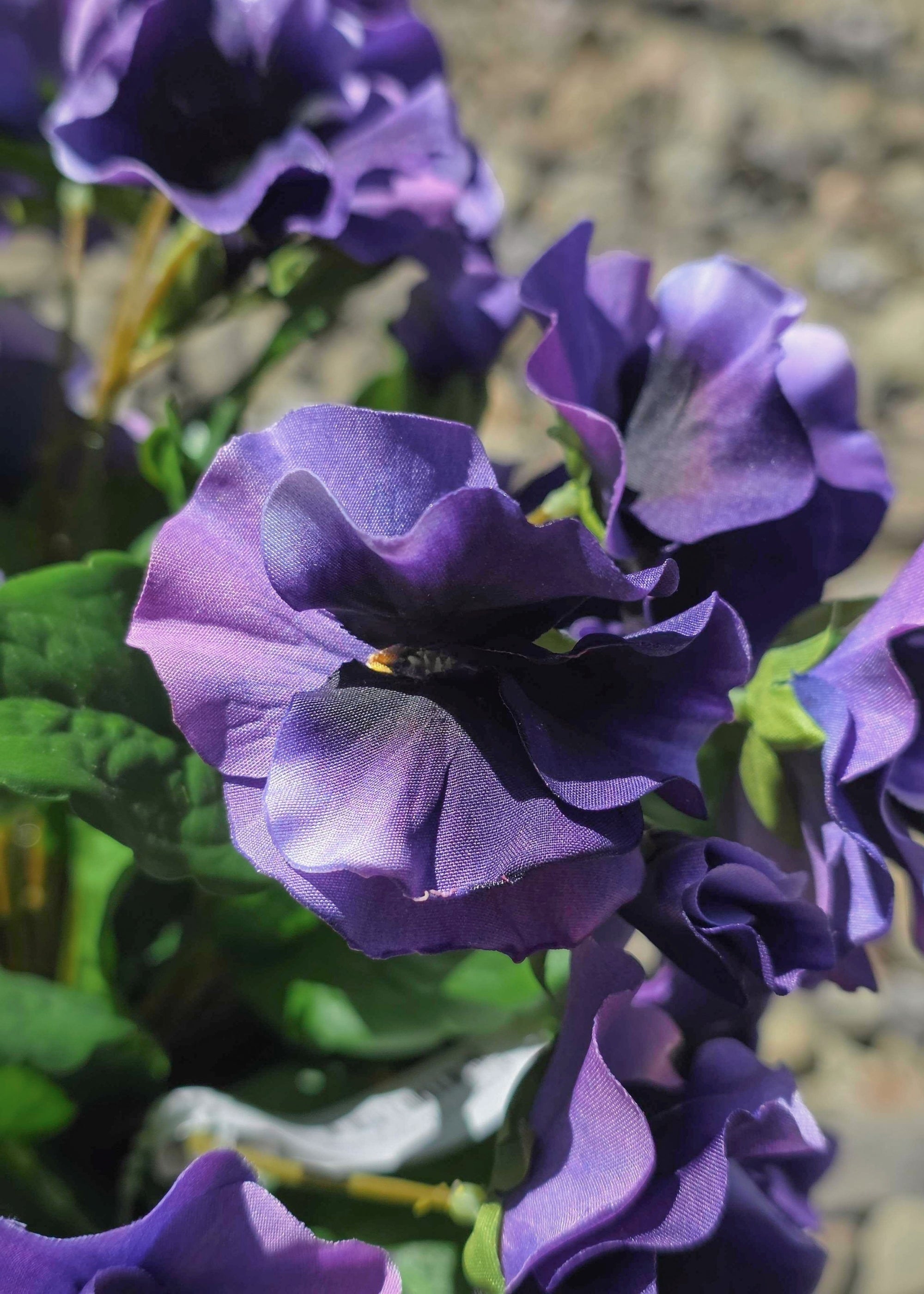 Purple pansy close up