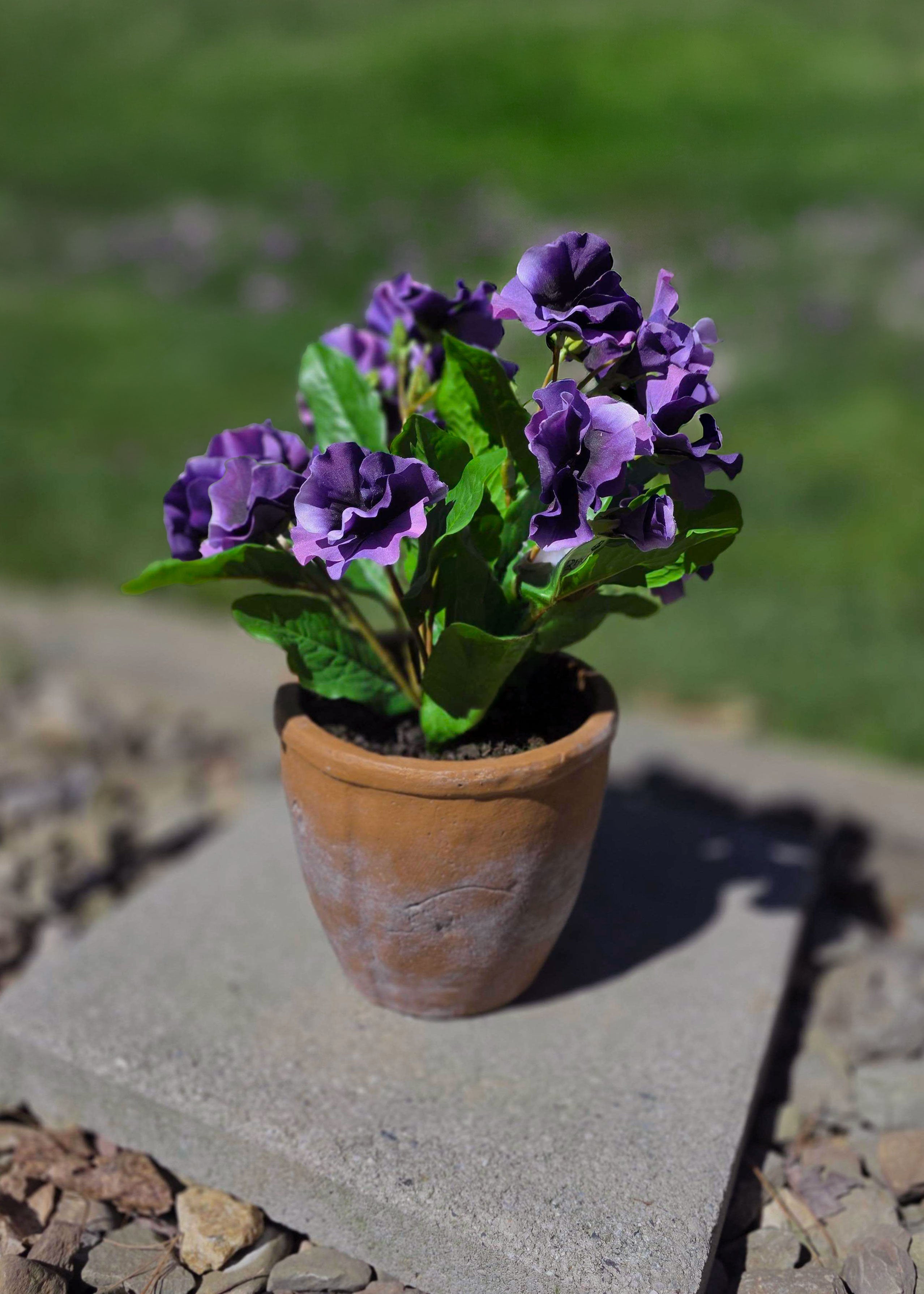 Outdoor Pansy Potted Plant