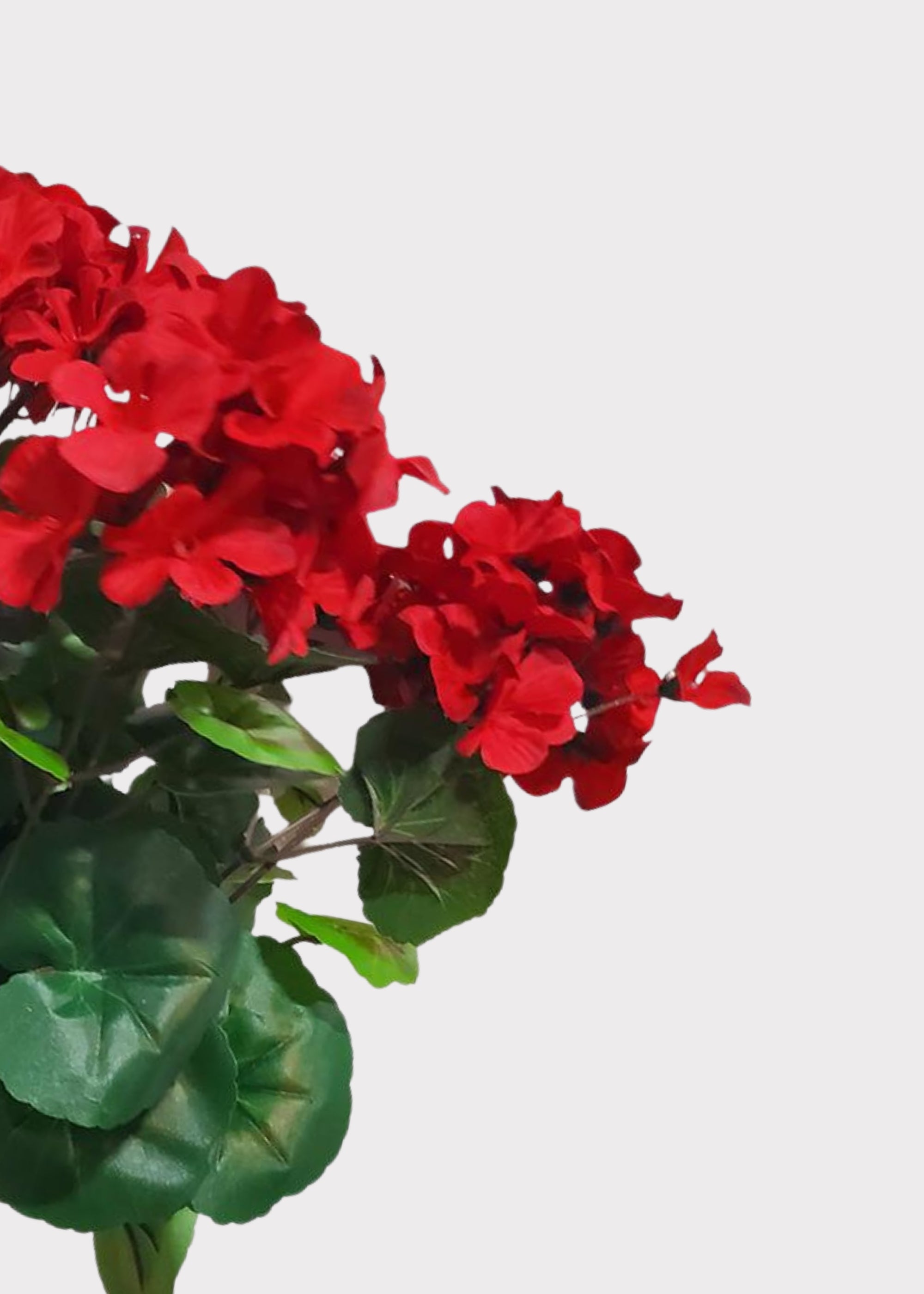 UV treated red geraniums