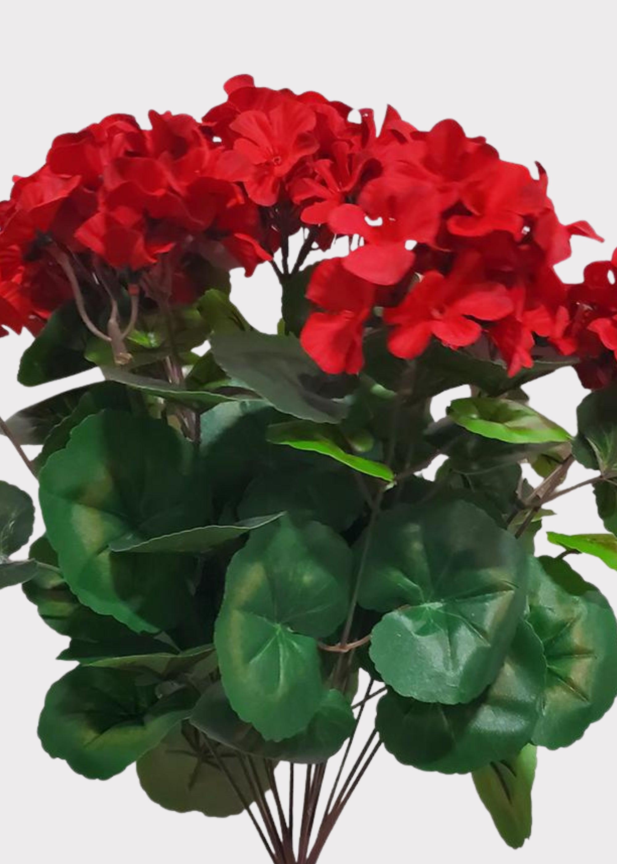 red geraniums