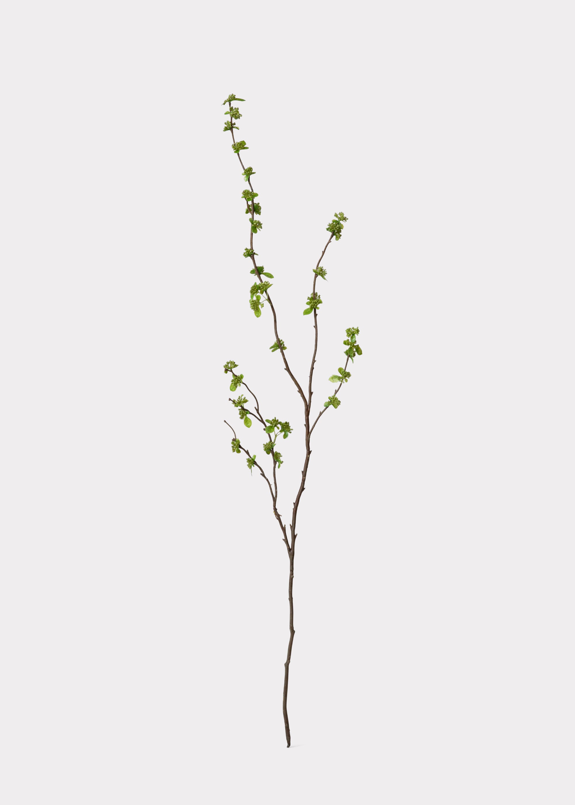 Green Budding Branch