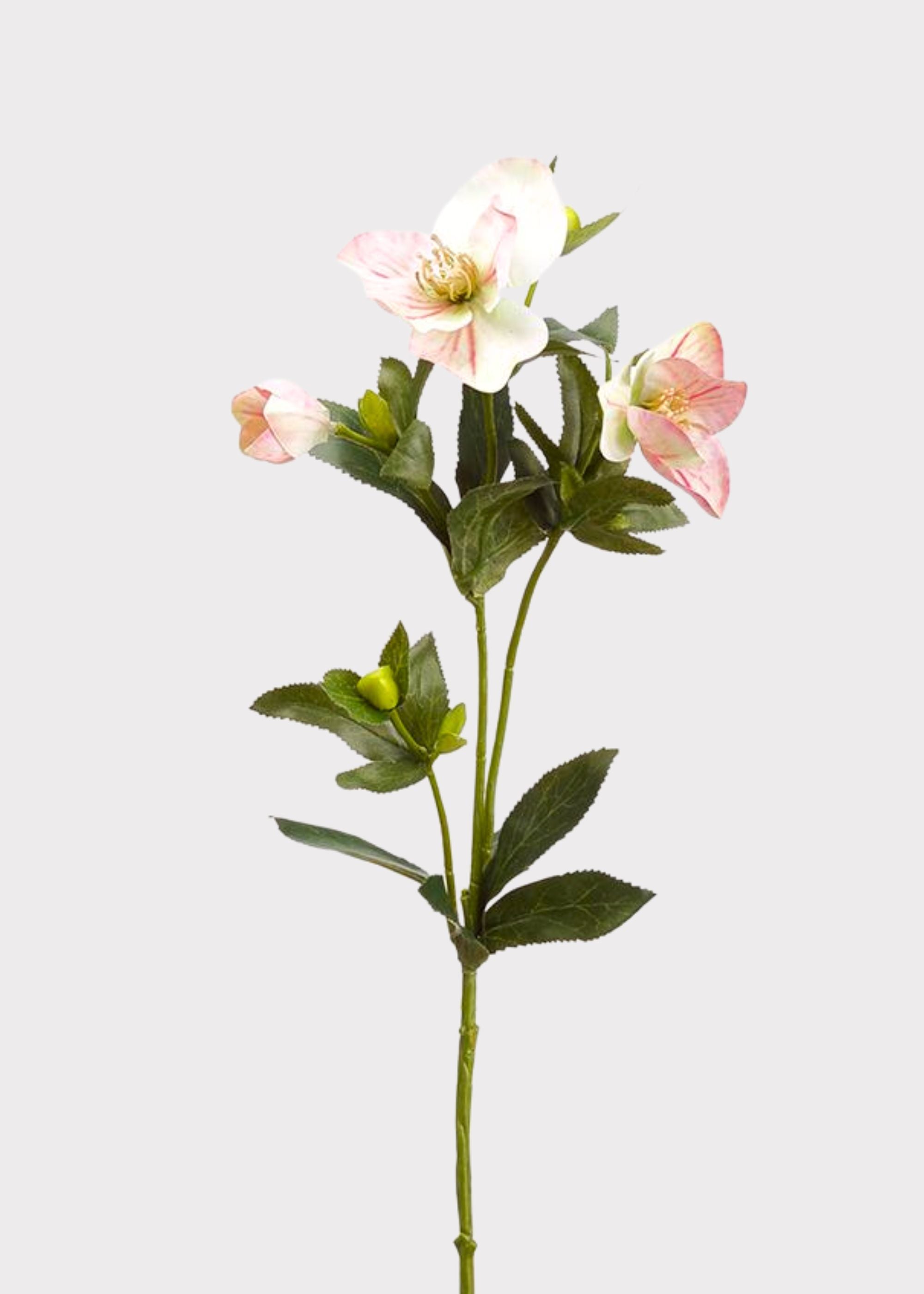 Pink Fake Blooming Hellebore