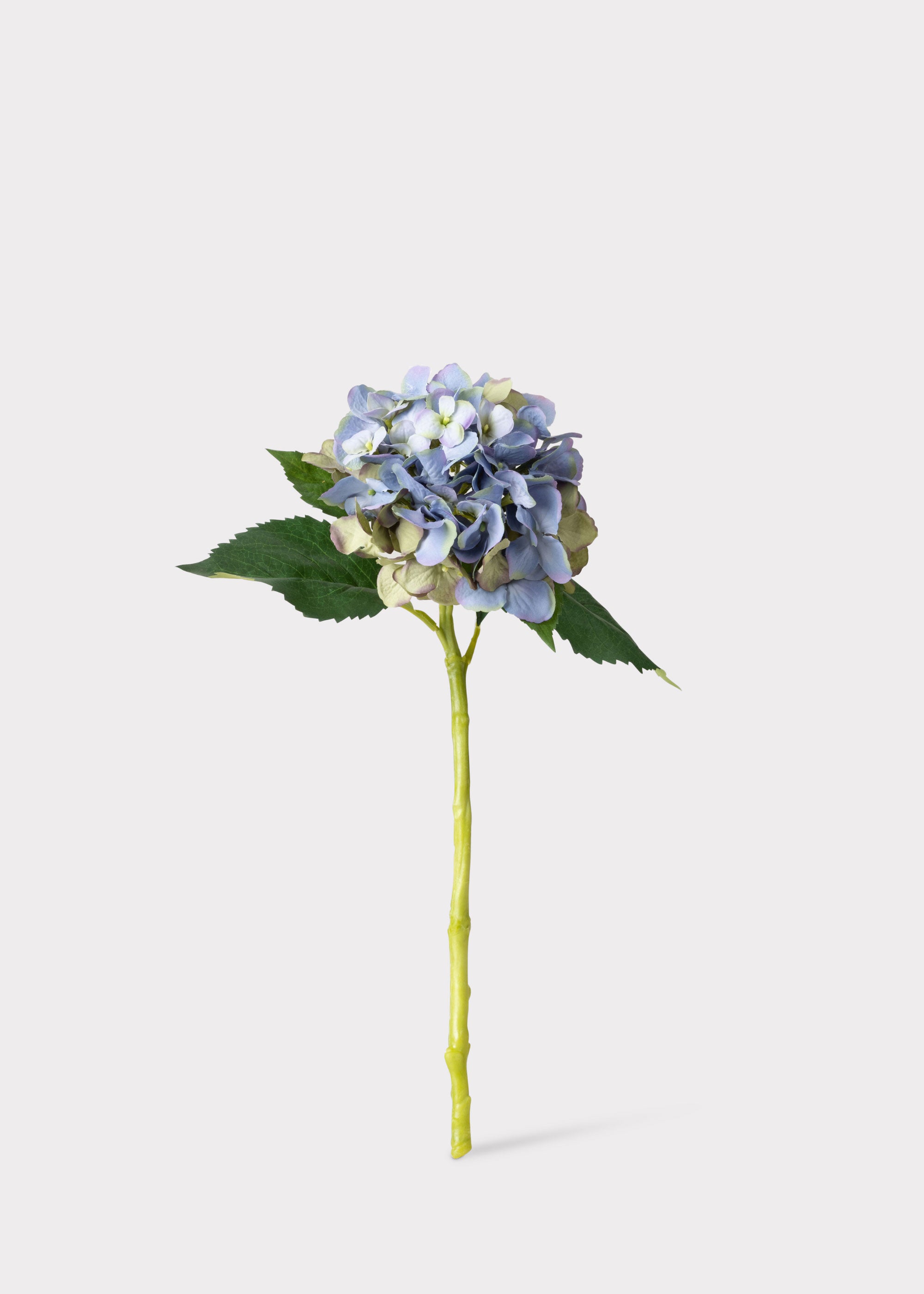 blue green hydrangea stem